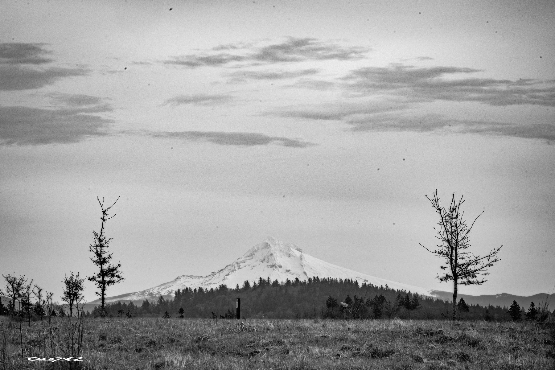 A snow-capped Mt Hood is seen in the distance behind a field with a few bare trees under a cloudy sky at Powell Butte Natural Area