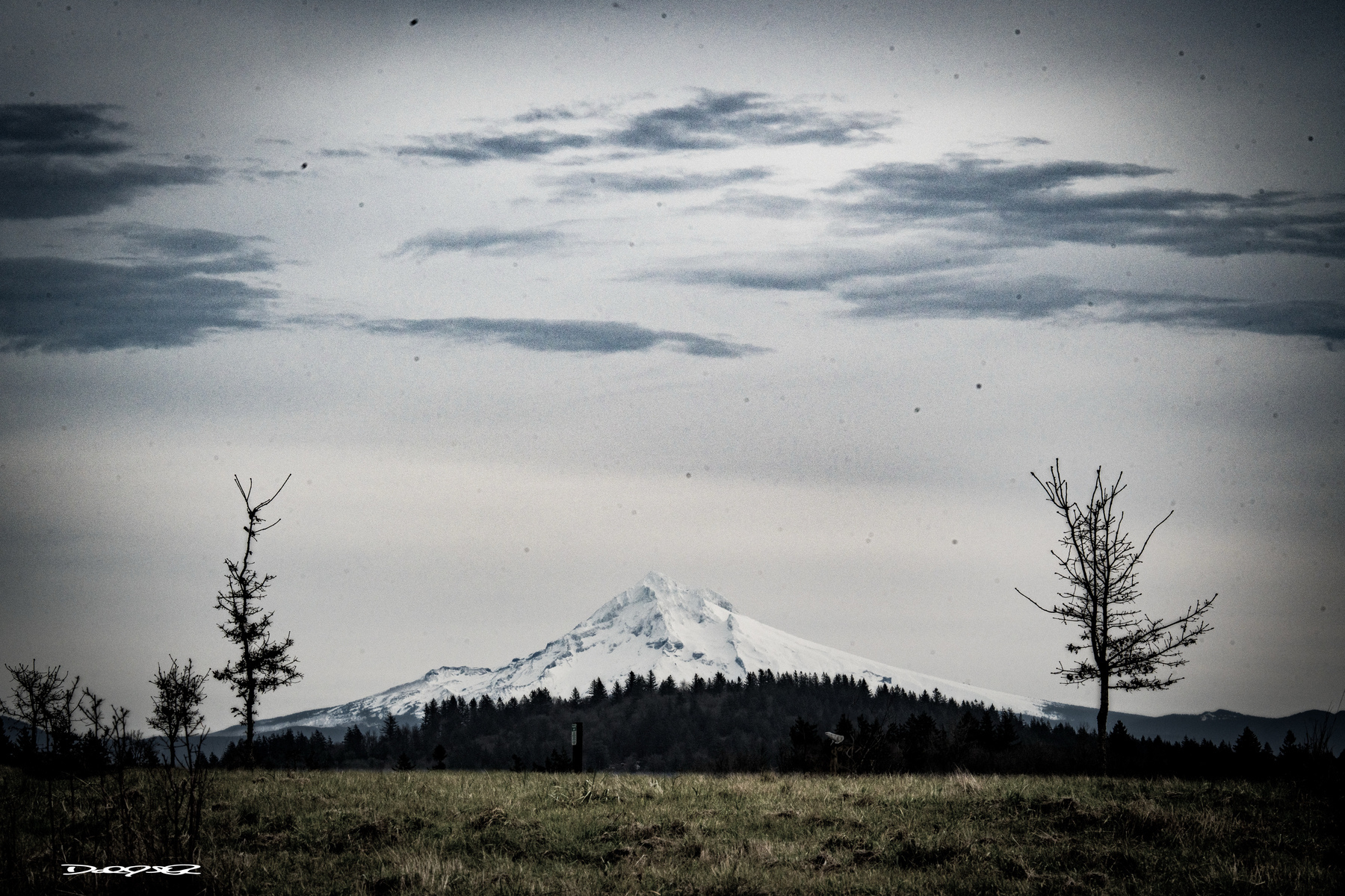 A snow-capped Mt Hood is seen in the distance behind a field with a few bare trees under a cloudy sky at Powell Butte Natural Area