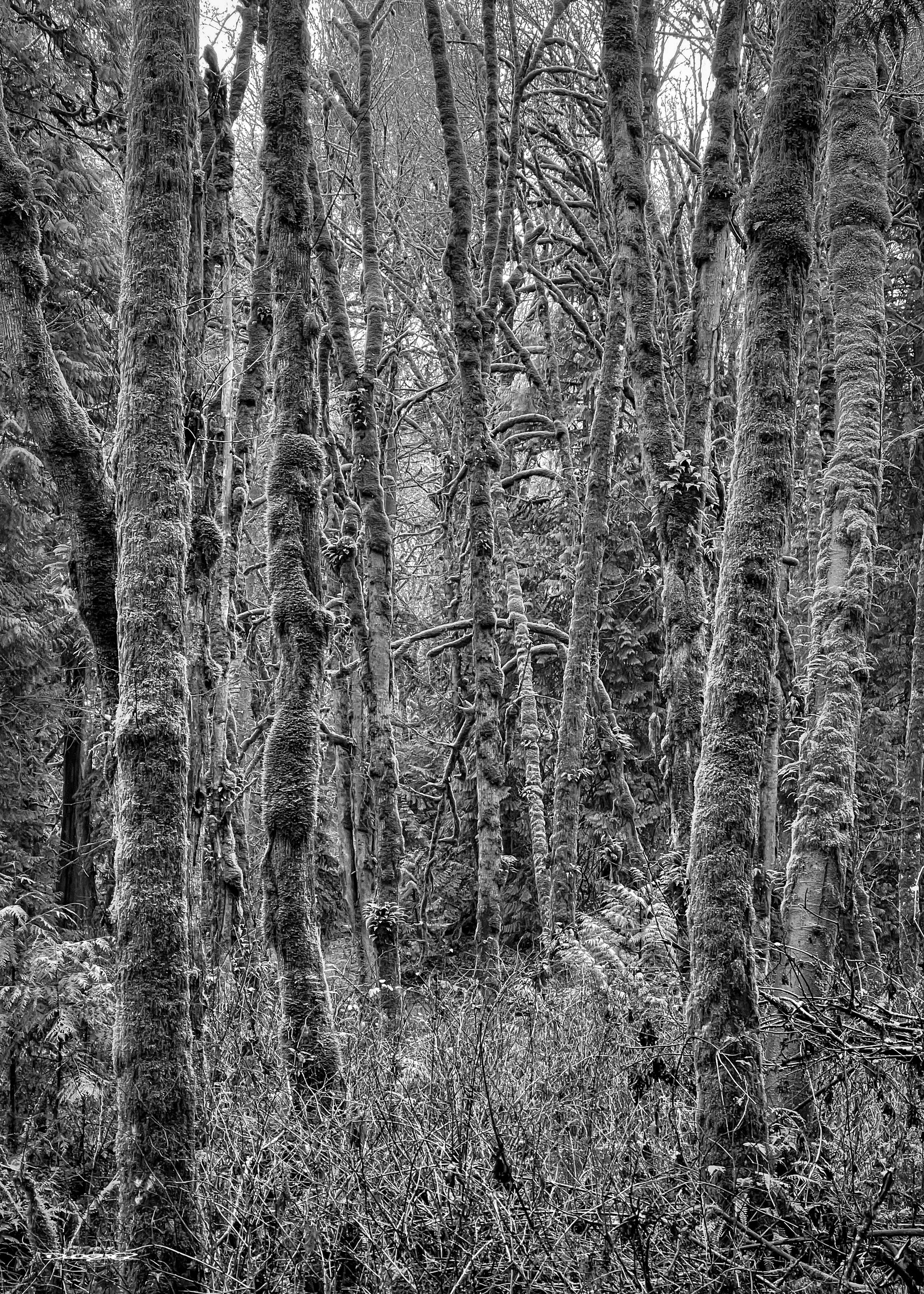 In monochrome: Leafless tall trees covered in green moss stand in a dense, lush forest in Tryon Creek State Natural Area.