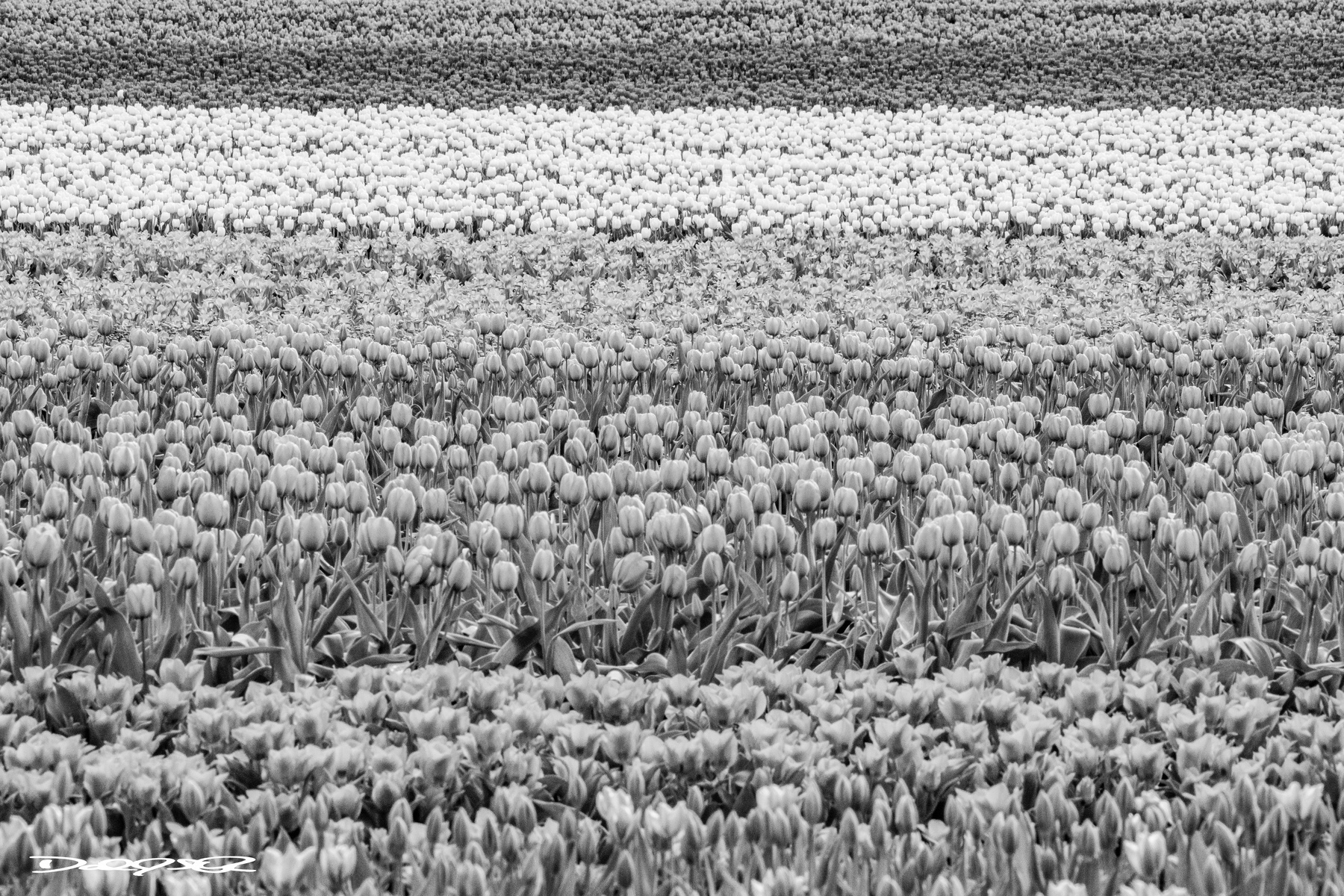 A vast field of tulips is arranged in horizontal stripes, showcasing a range of shades in neat rows.