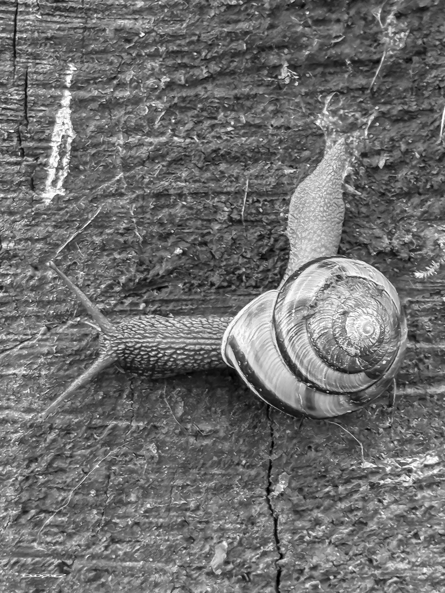 A snail with a spiral shell is crawling at a right angle on a textured, rough surface. (Monochrome)