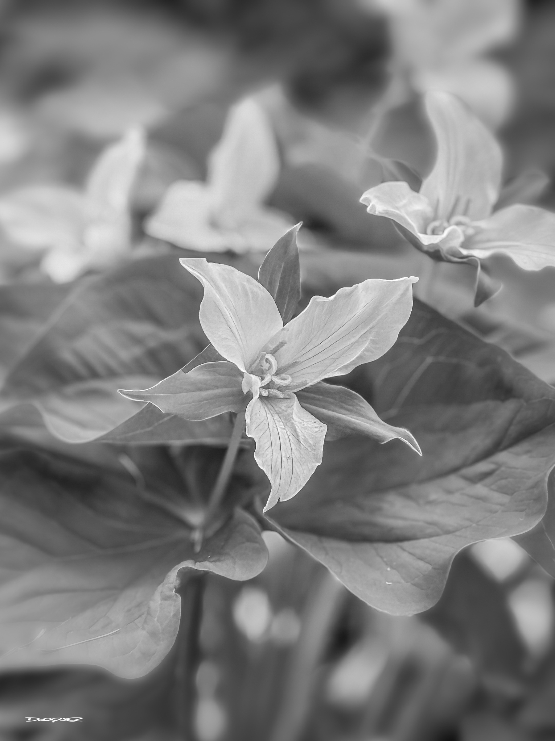 A black and white photograph of a cluster of trillium flowers with three petals each, surrounded by large leaves.