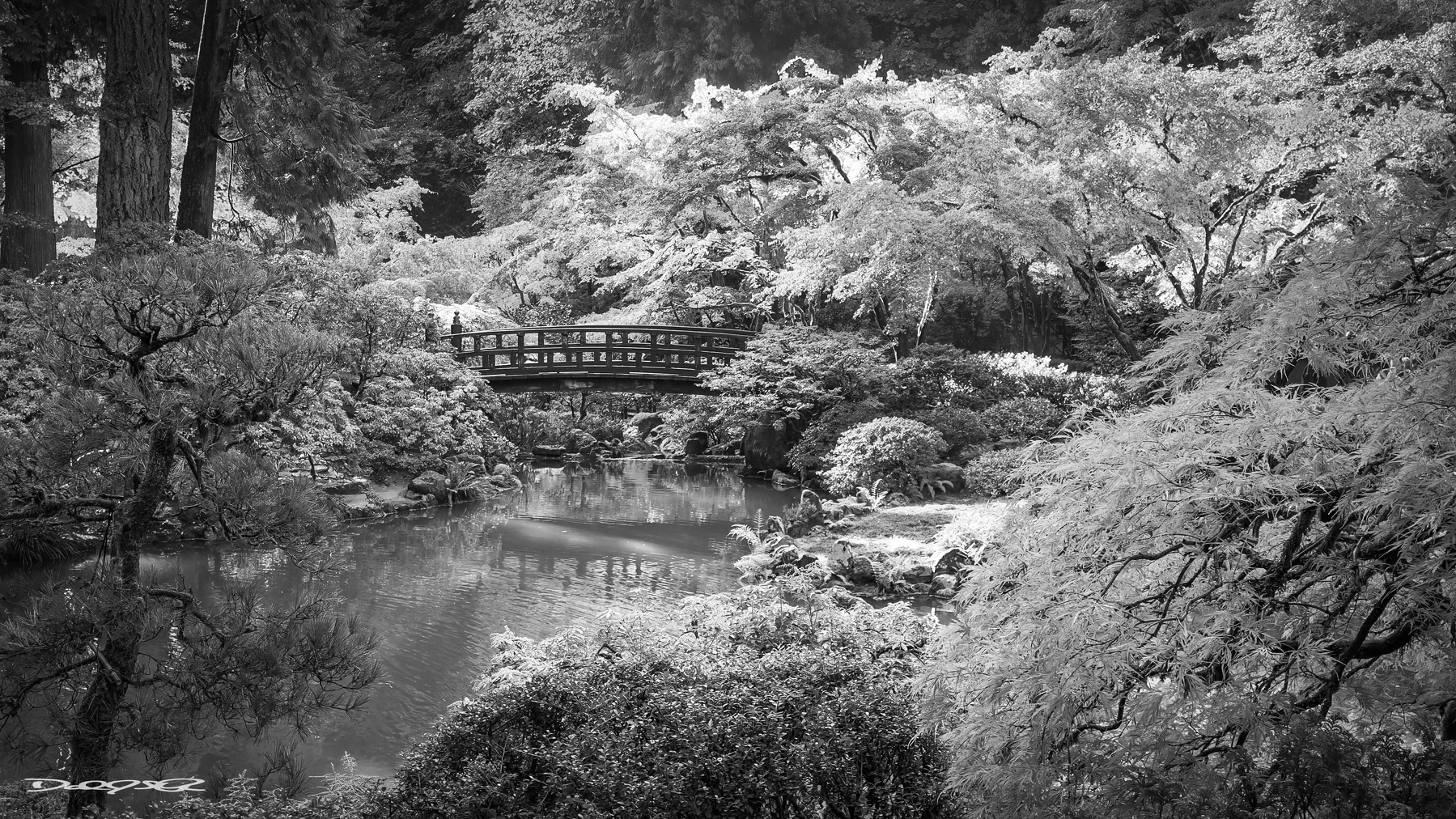 A serene garden scene features a tranquil pond surrounded by lush trees and a small arched bridge in the background.