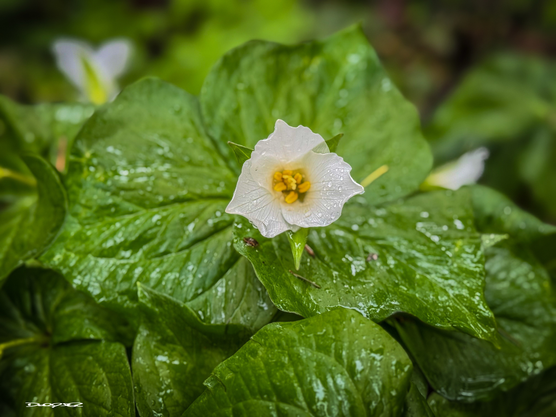White trillium and their dense green leaves glisten in the spring rain.