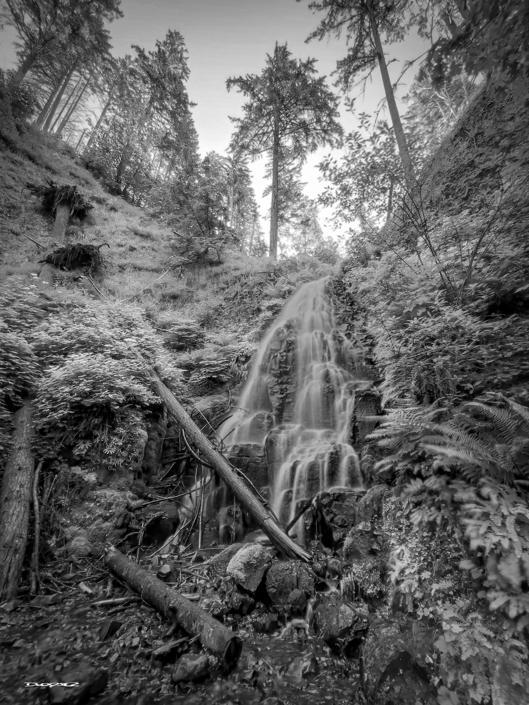 A serene waterfall cascades down a lush, forested hillside surrounded by tall trees and dense foliage, captured in black and white.