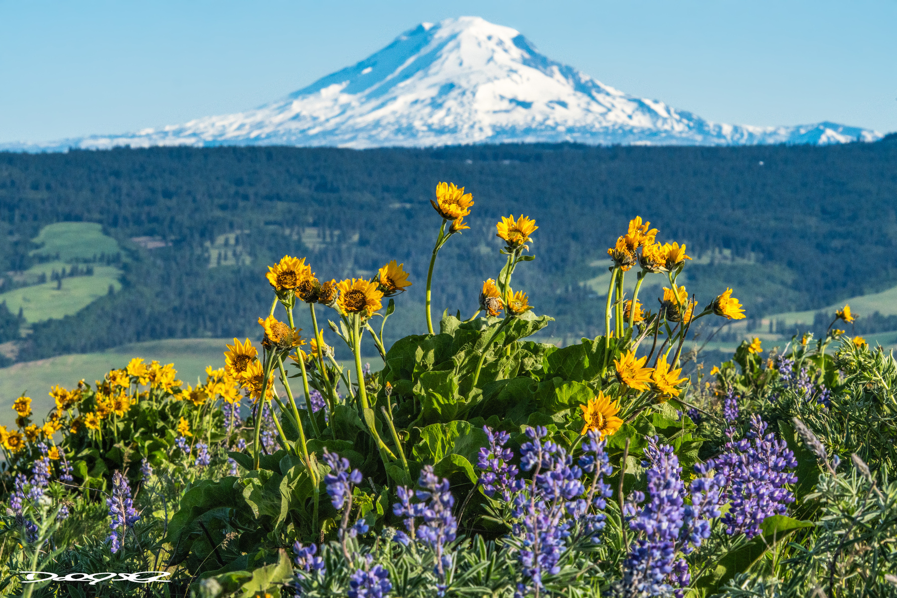 A Columbia Gorge Hike with snow topped volcanoes in the background and lupine and balsam root flowers in the foreground.