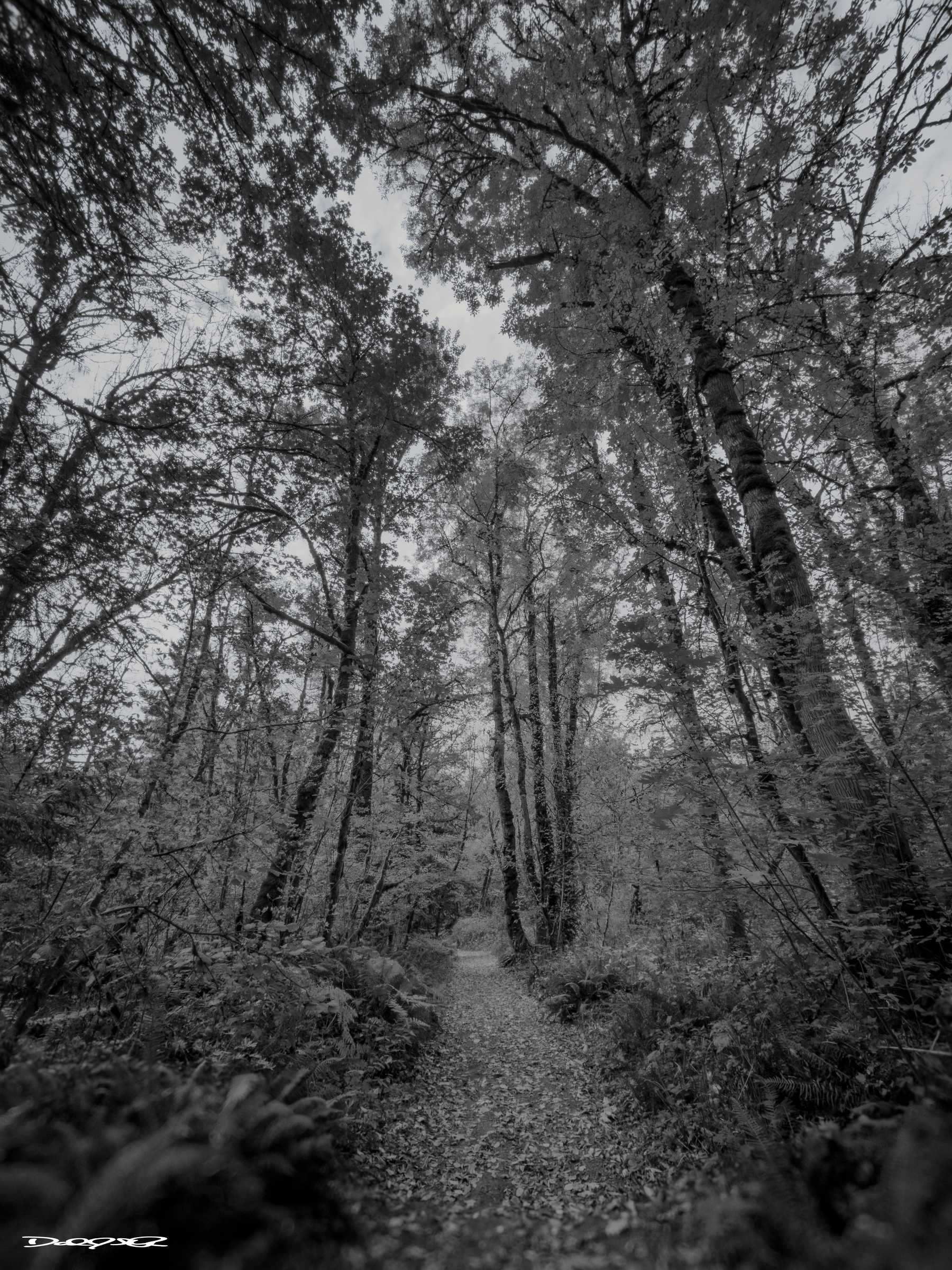 A black and white photograph depicts a serene forest path surrounded by tall trees.