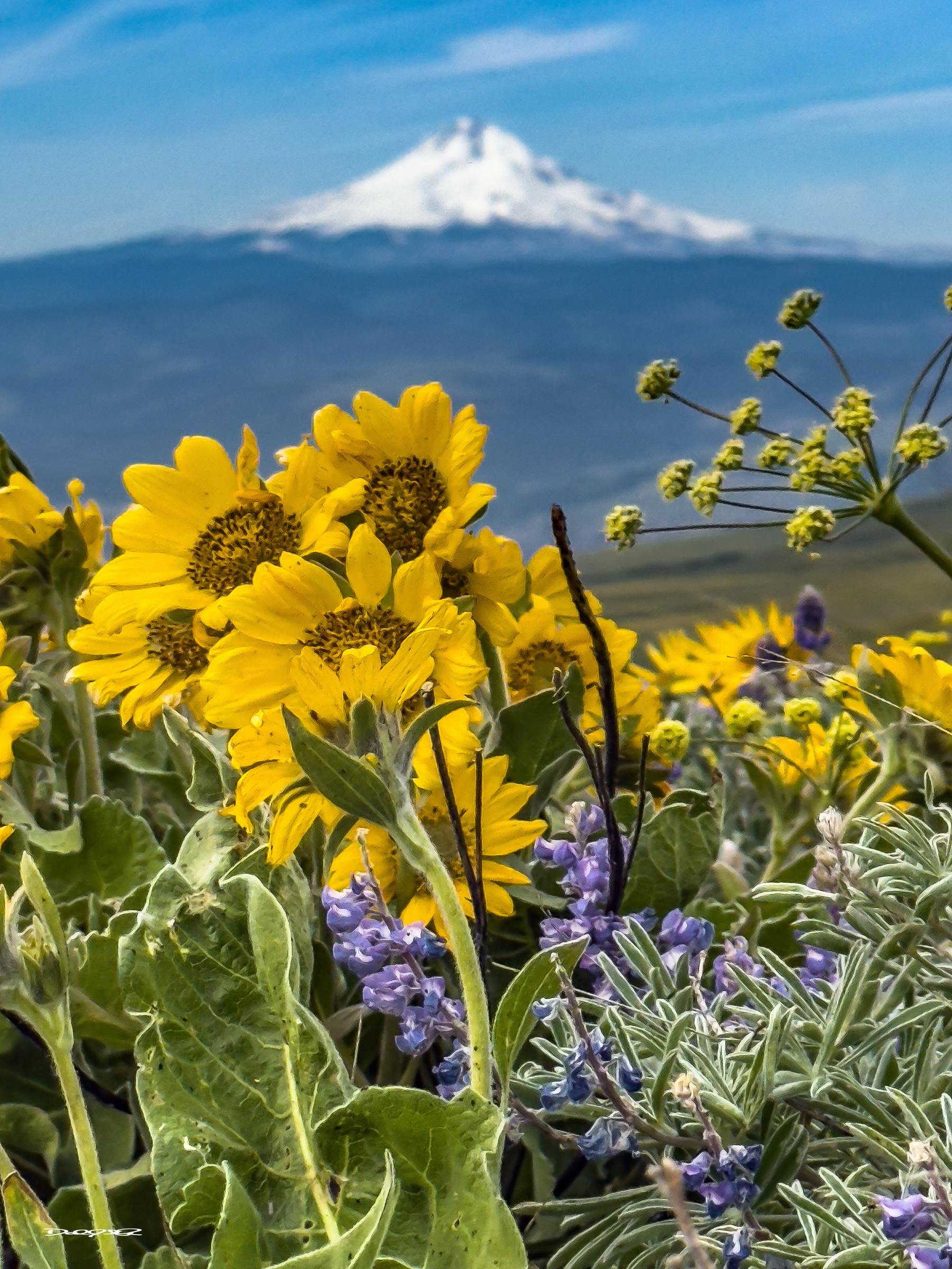 Vibrant yellow wildflowers bloom in the foreground with a snow-capped mountain in the background.