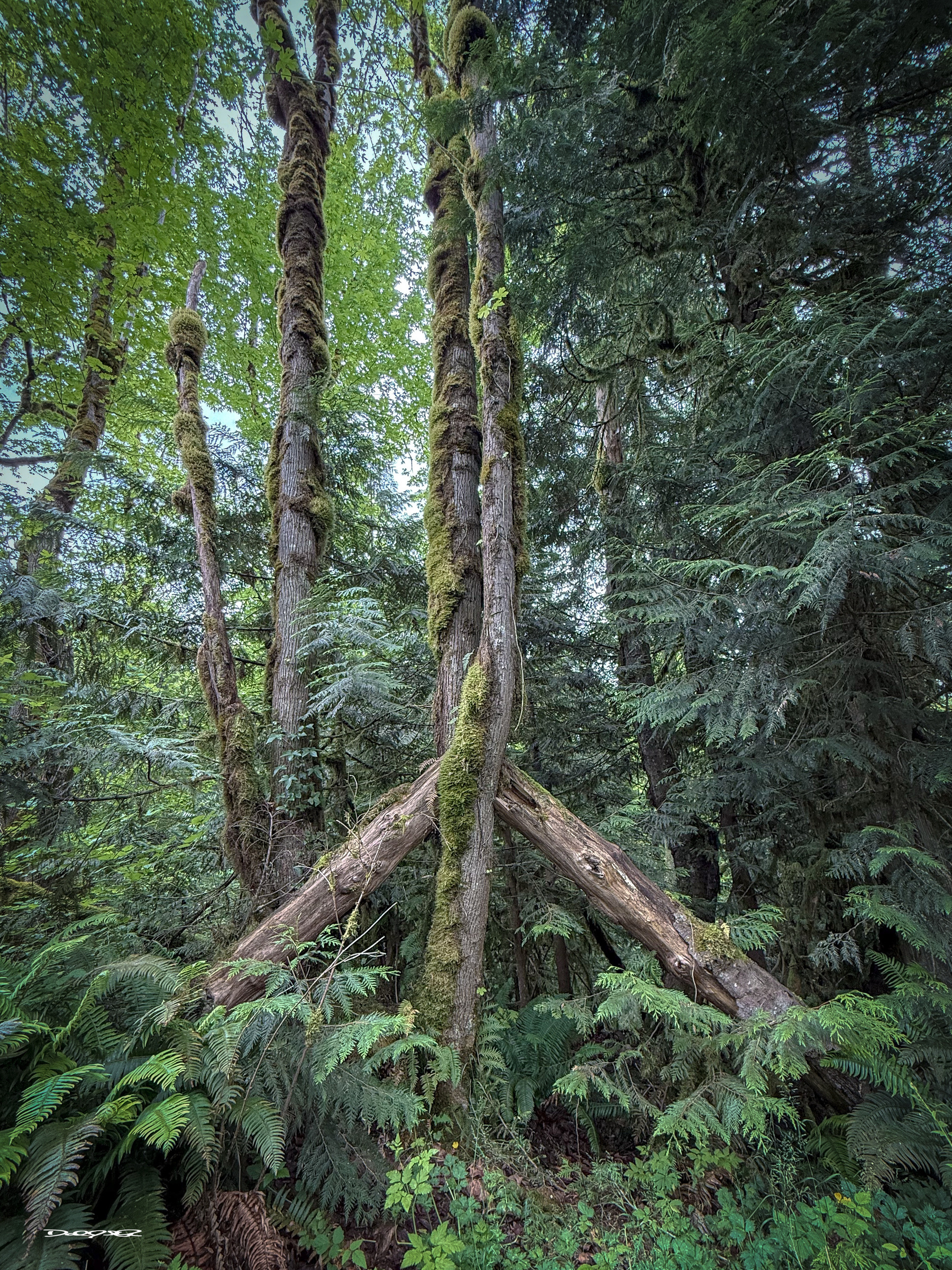 A lush forest scene features tall trees covered in moss, with two fallen logs leaning against a large tree, surrounded by dense greenery and ferns. The fallen log is trapped in another tree and forms a peace symbol.