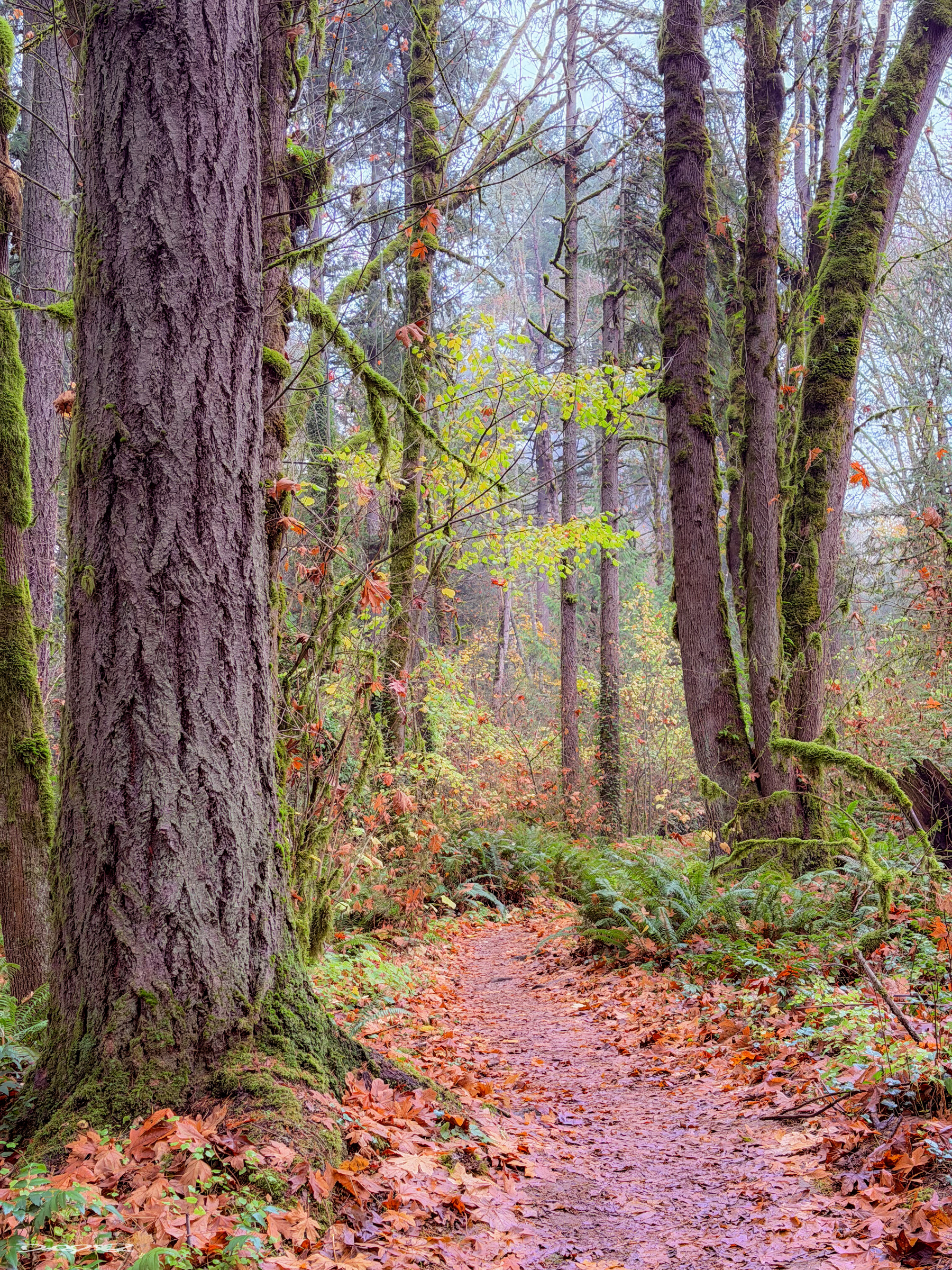 A serene forest trail is surrounded by tall trees and a carpet of fallen autumn leaves.