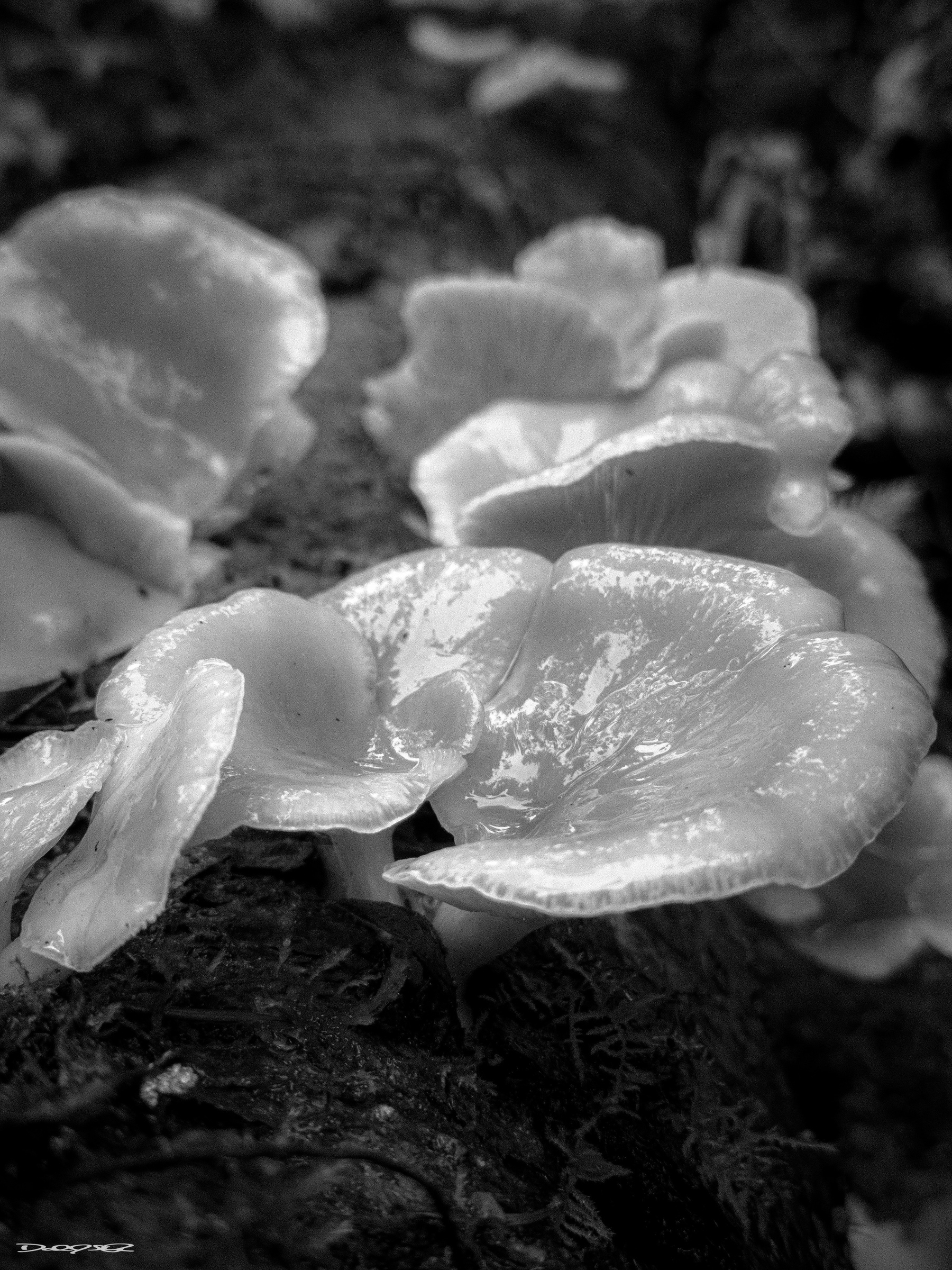 Mushrooms with smooth, reflective surfaces are growing on a log in a natural setting, depicted in black and white.