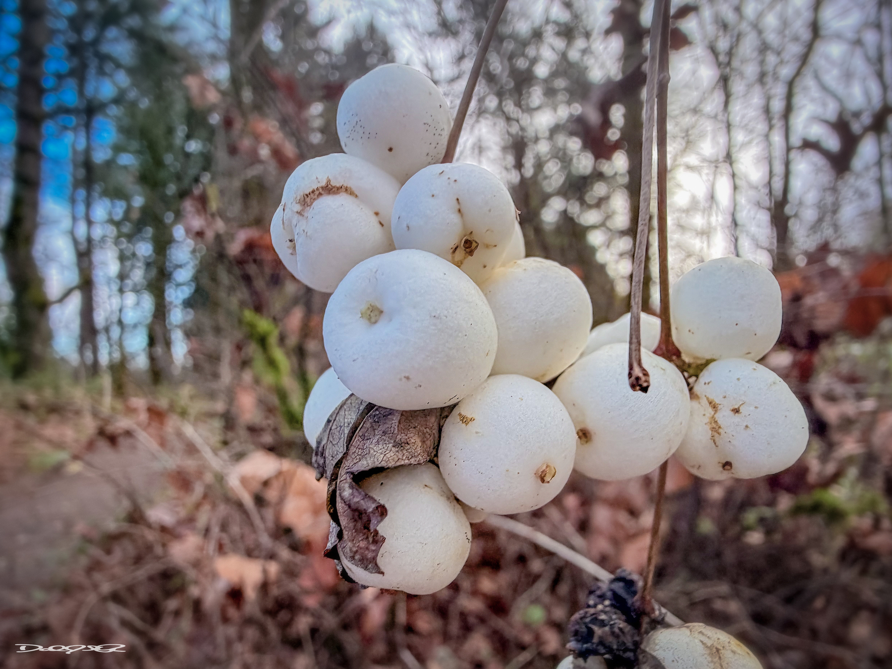 Clusters of white berries are hanging from a branch in a wooded area.