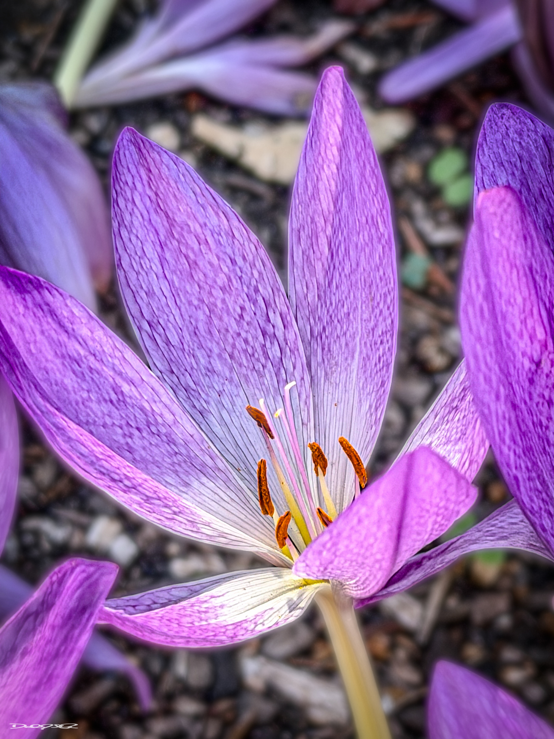 A vibrant autumn crocus with delicate petals and prominent orange stamens is captured in close-up detail.