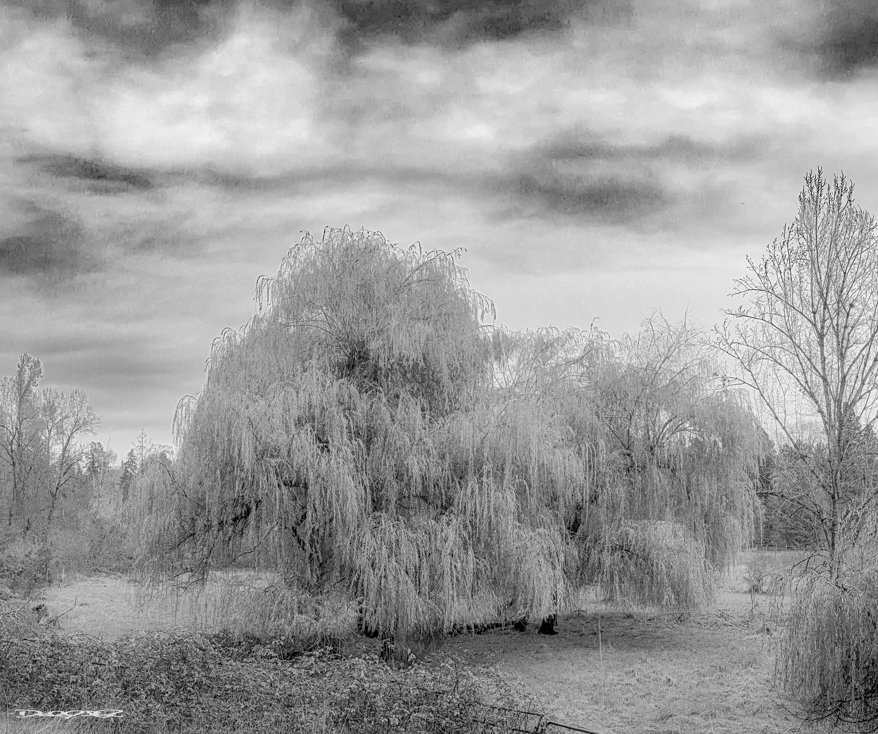 A large willow tree stands in a field under a cloudy sky, captured in black and white.