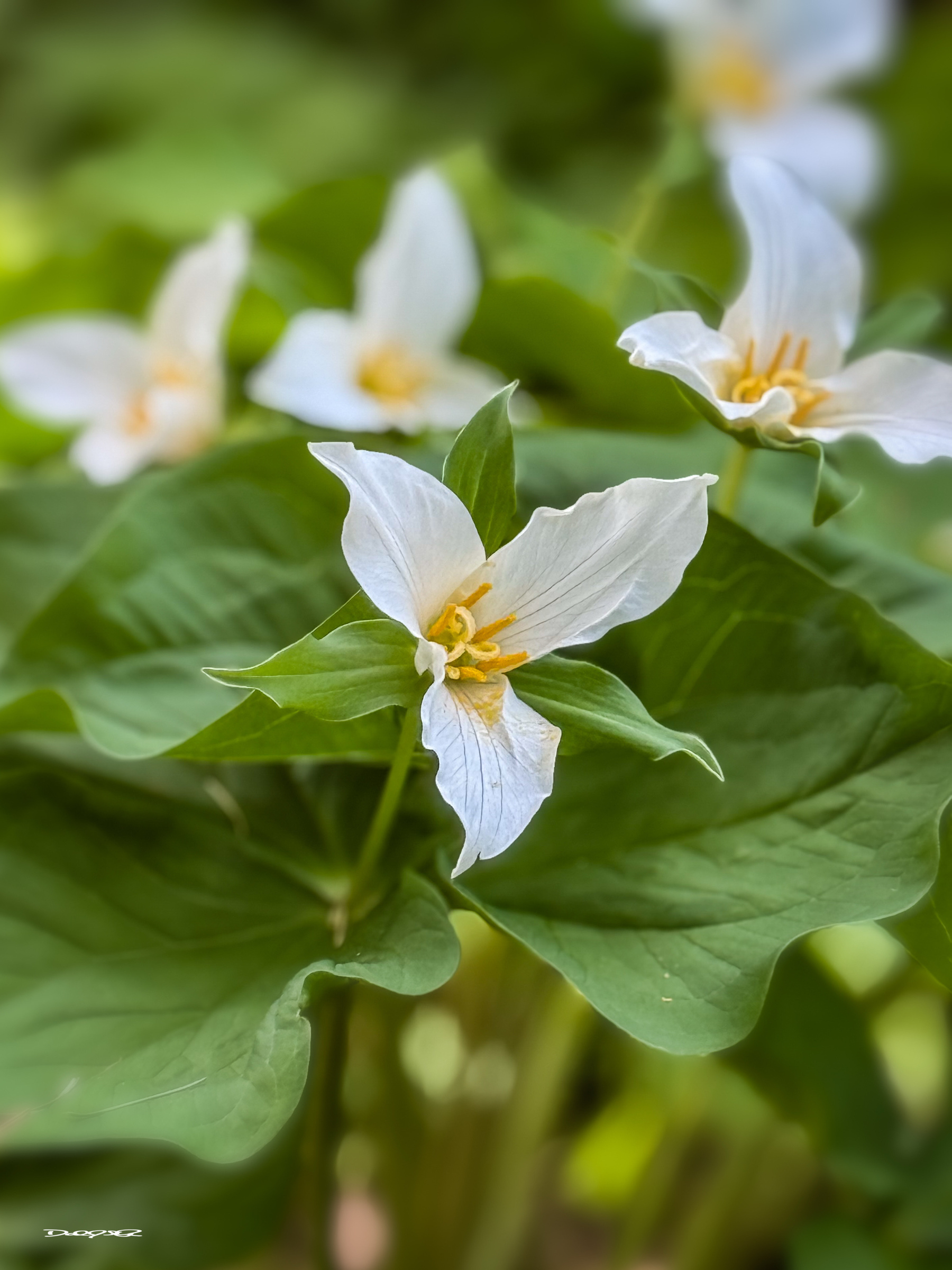 White trillium flowers with yellow centers are surrounded by lush green leaves.