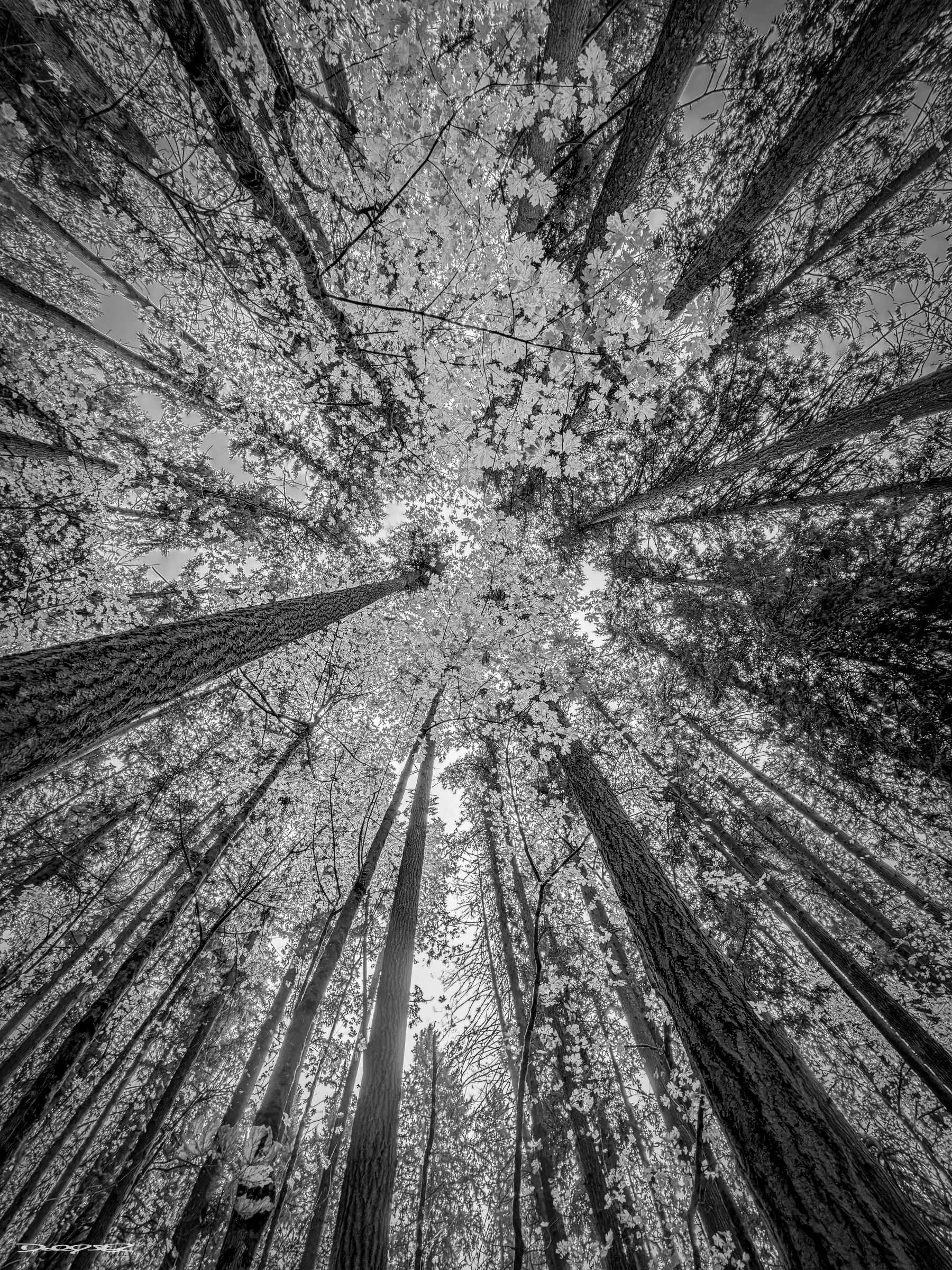 Tall trees with textured bark and leafy canopies form a dense forest, viewed from the ground looking up, in black and white.