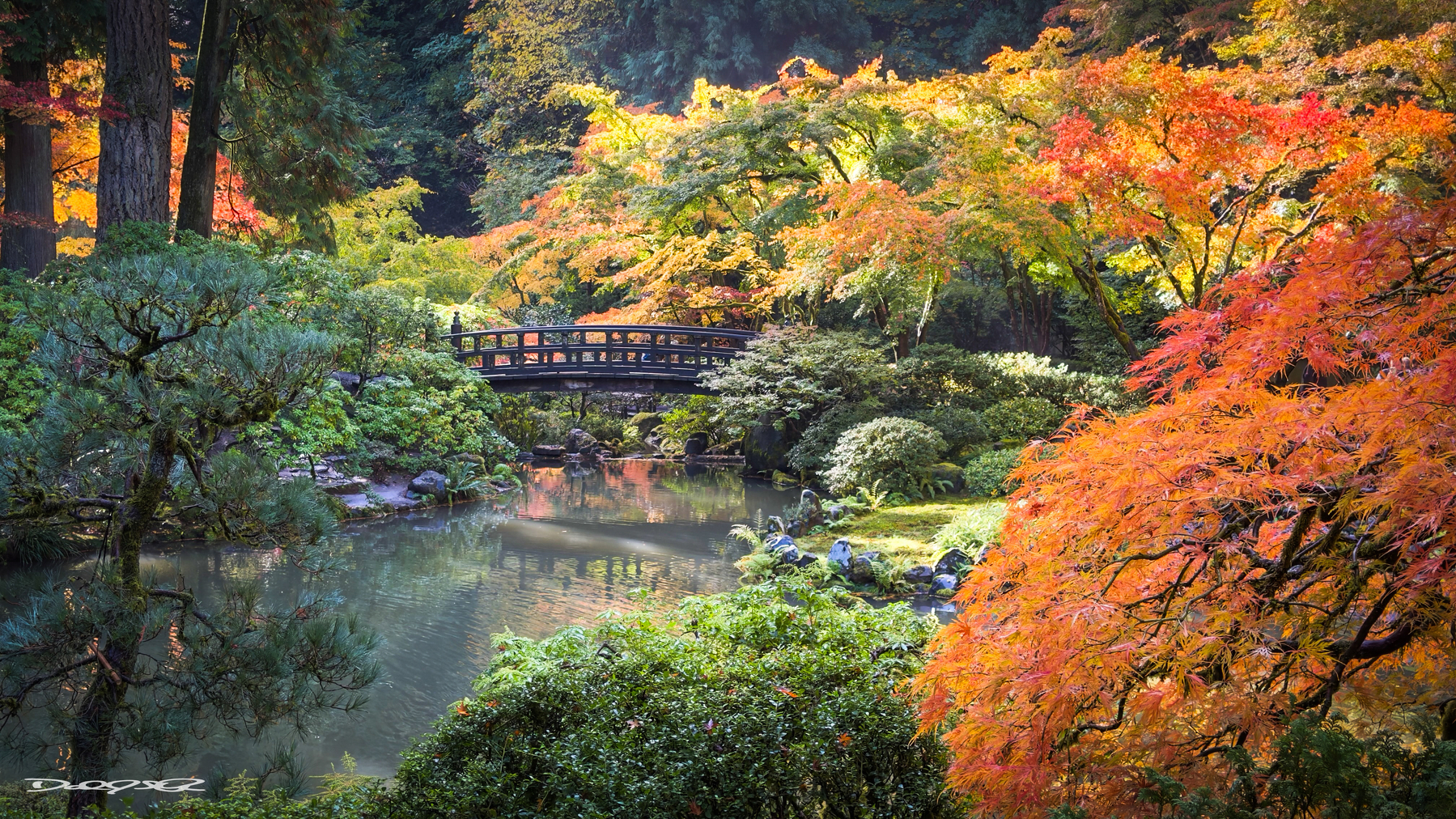 A serene Japanese garden features a tranquil pond and a wooden bridge surrounded by vibrant autumn foliage.