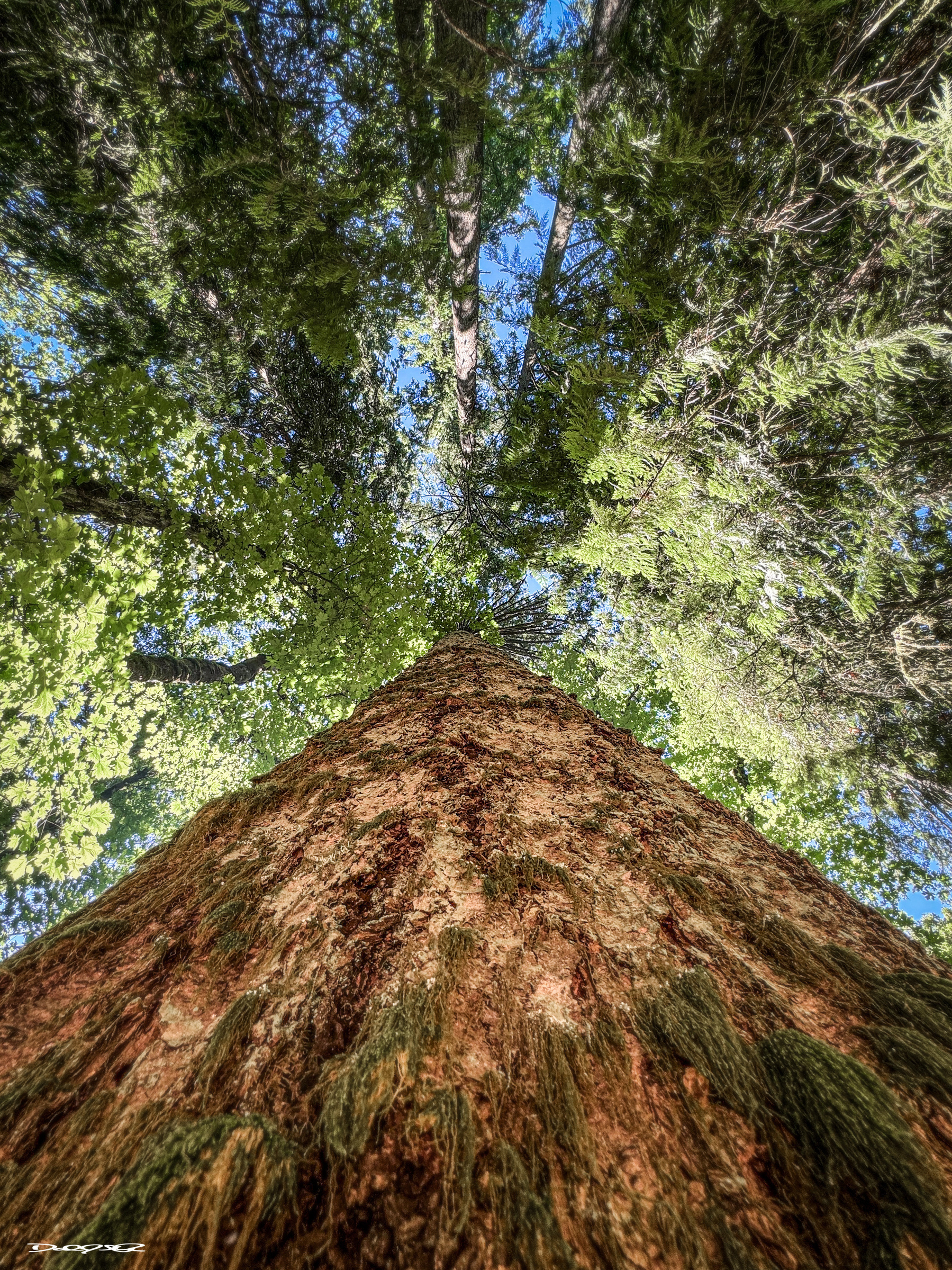 A towering tree viewed from the base looking upward, surrounded by lush green foliage and a bright blue sky.