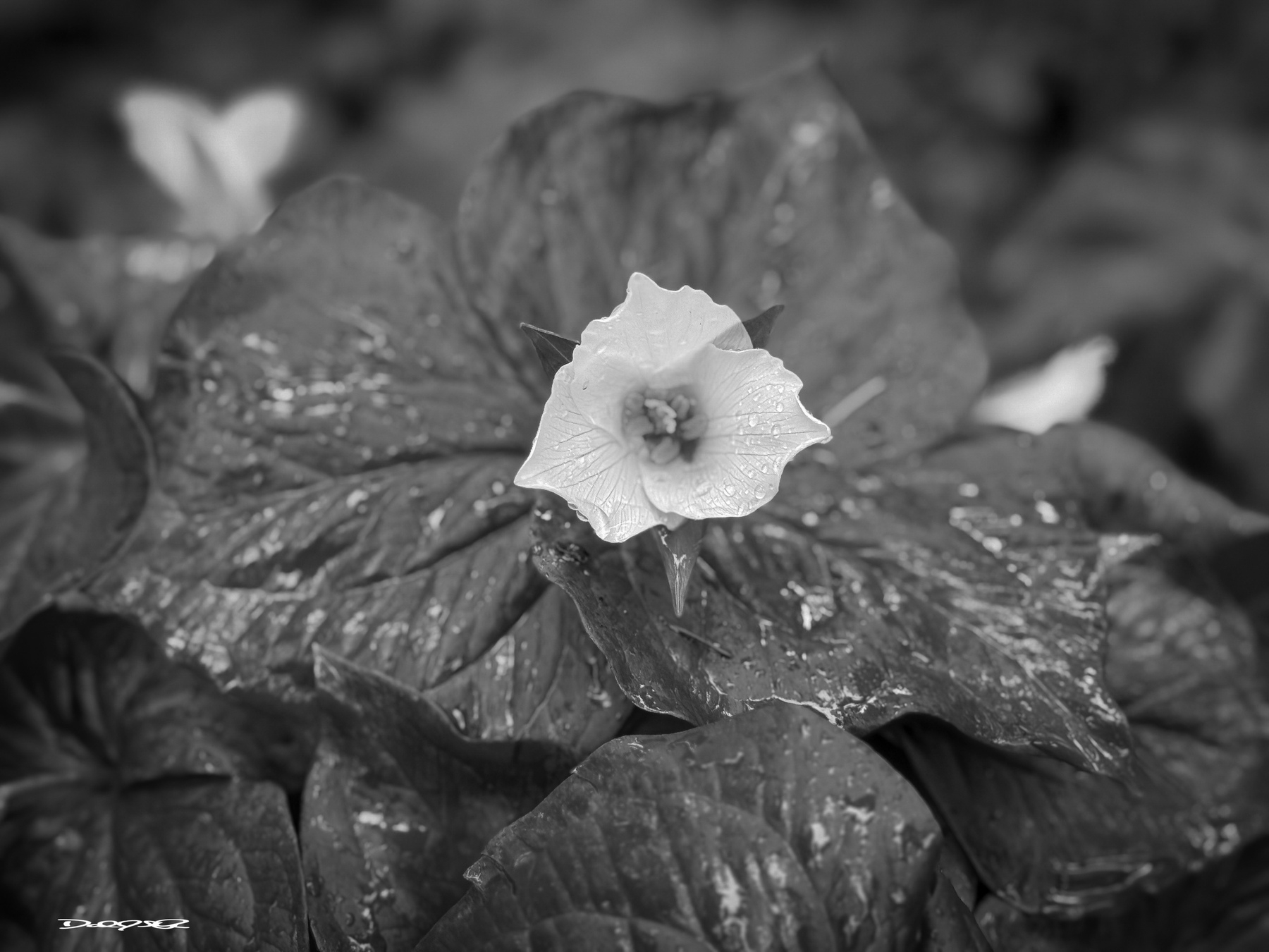 White trillium and their dense leaves glisten in the spring rain.