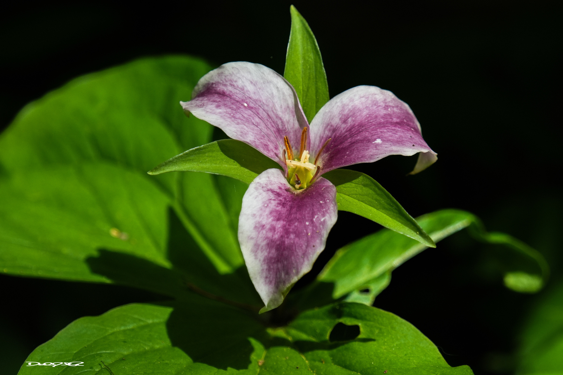 A purple and white trillium flower is surrounded by green leaves.