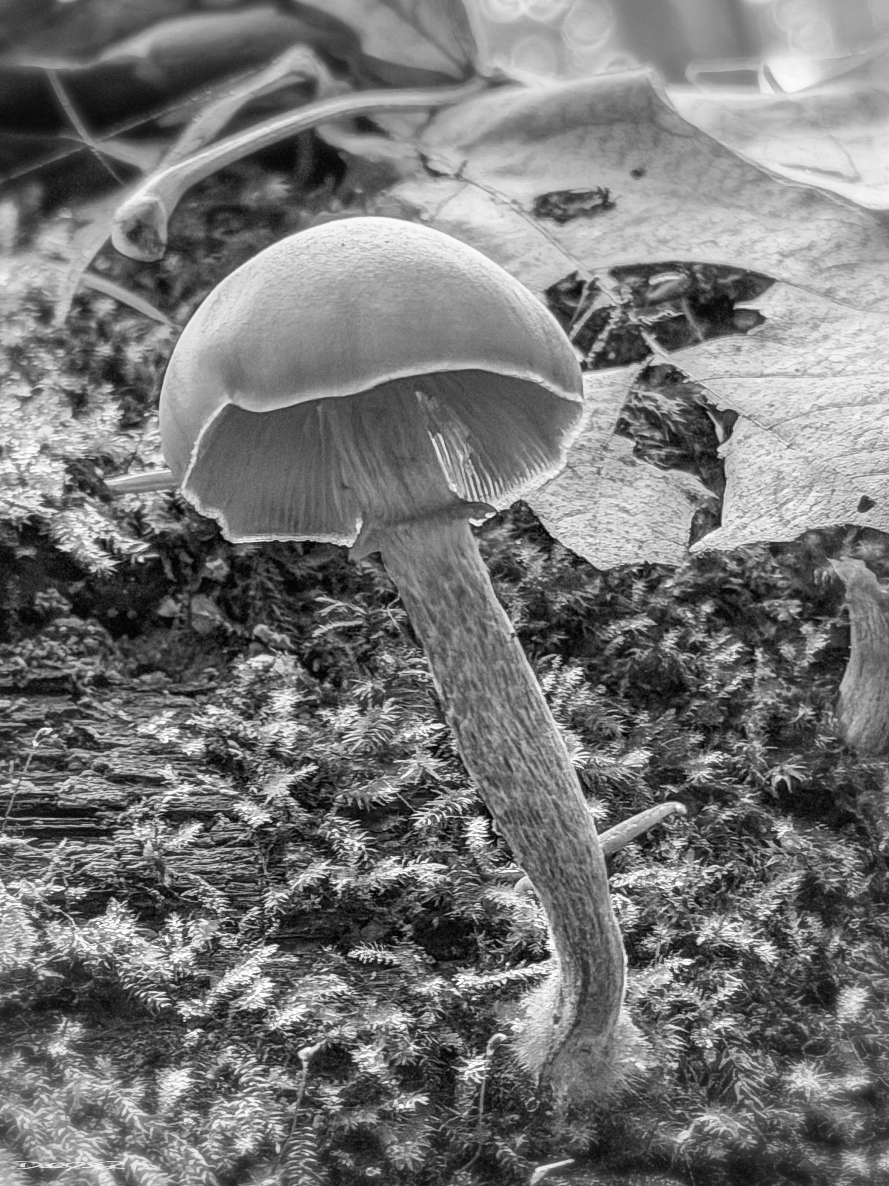 A black and white image depicts a single mushroom with a textured stem, surrounded by moss and fallen leaves.