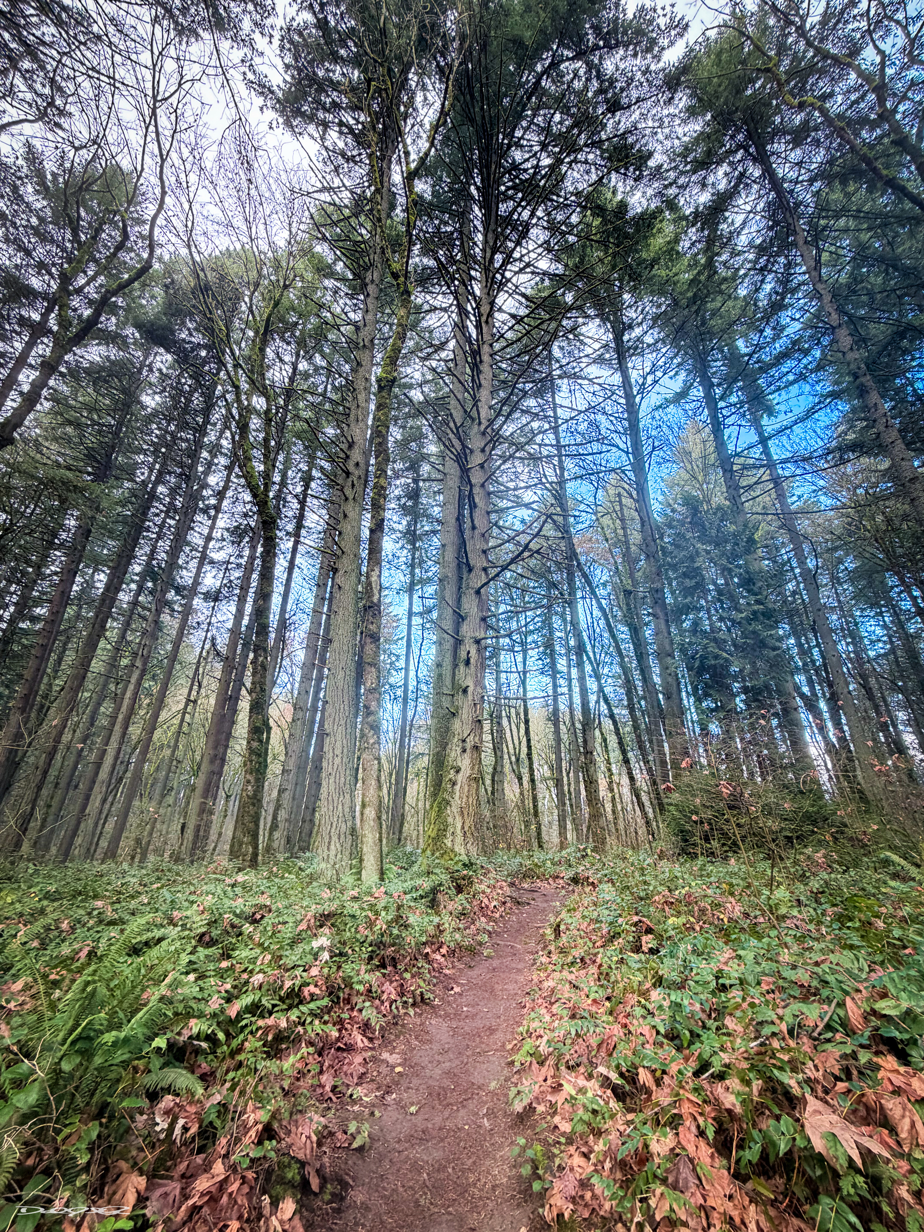 A narrow dirt path winds through a dense forest of tall trees under a clear blue sky, surrounded by lush green ferns and fallen leaves.