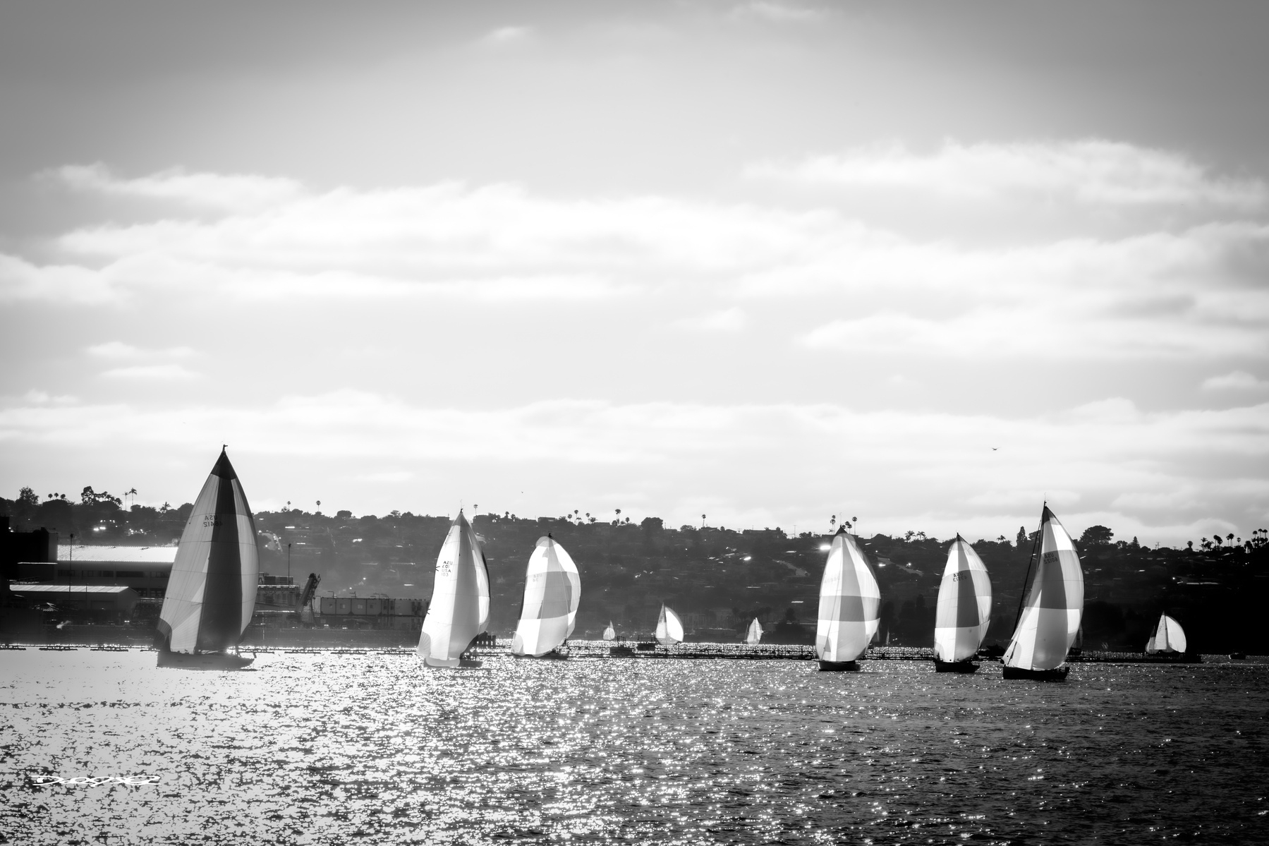 Sailboats with spinnakers unfurled glide across a sunlit body of water beneath a cloudy sky.