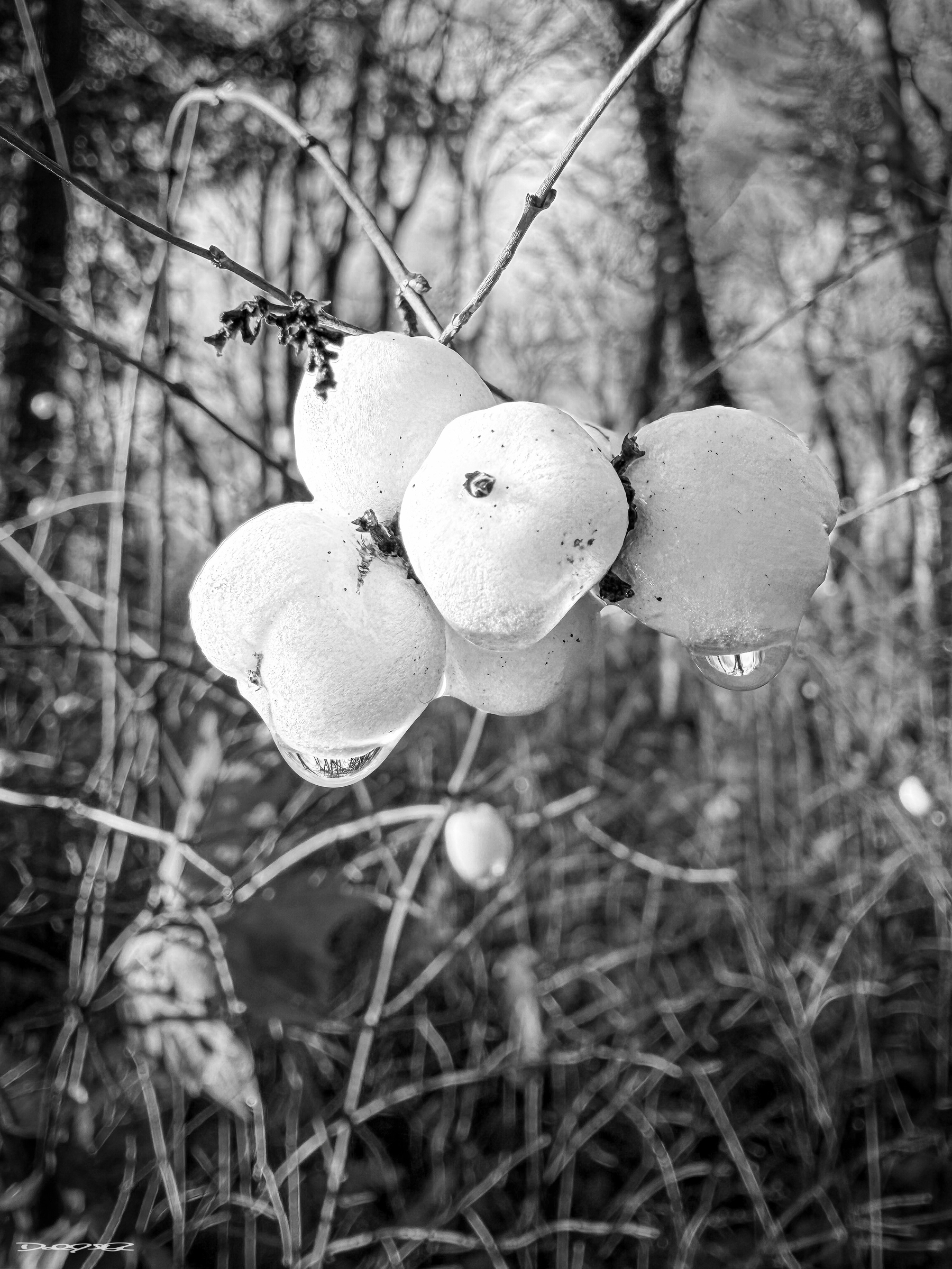 A cluster of white berries with water droplets hangs from a branch in a wooded area.