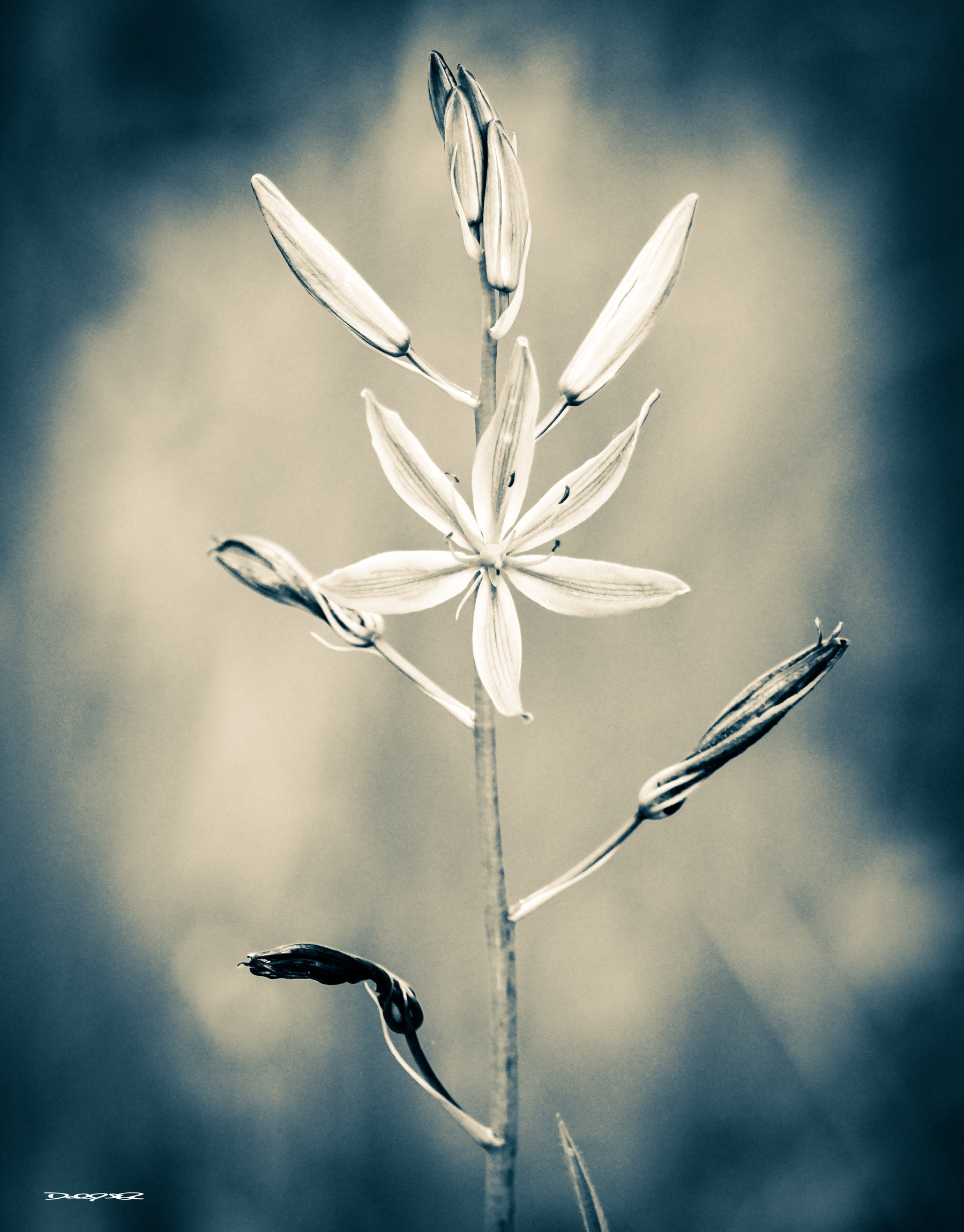 A monochromatic photograph shows a delicate camas flower with multiple blossoms and buds on a single stem against a blurred background.