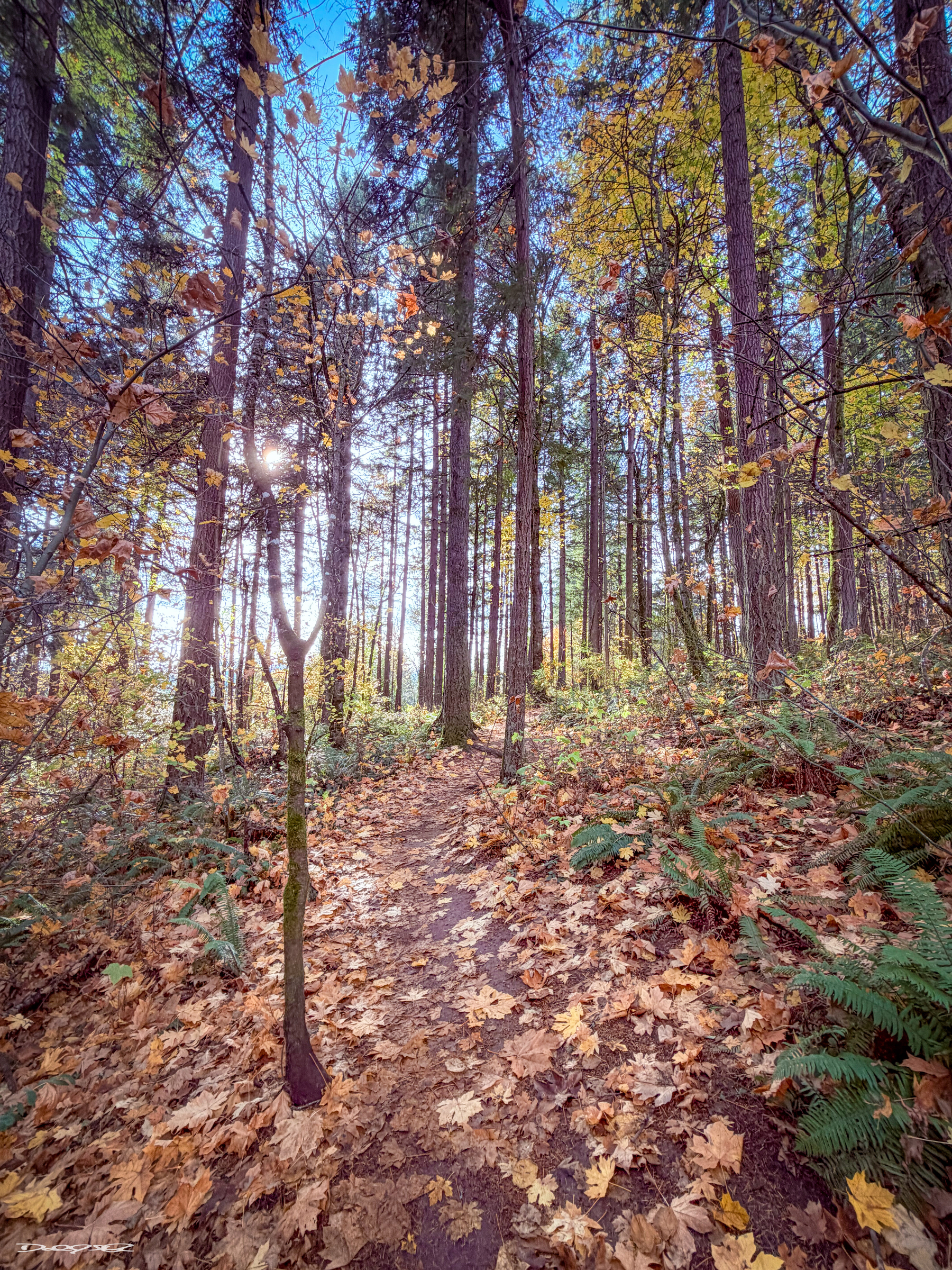 A sunlit forest path is covered with fallen autumn leaves, surrounded by tall trees and patches of greenery.