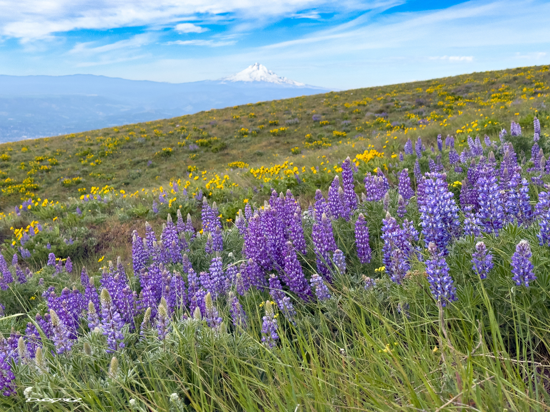 Purple and yellow wildflowers bloom on a grassy hill with a snow-capped mountain in the distance under a blue sky.