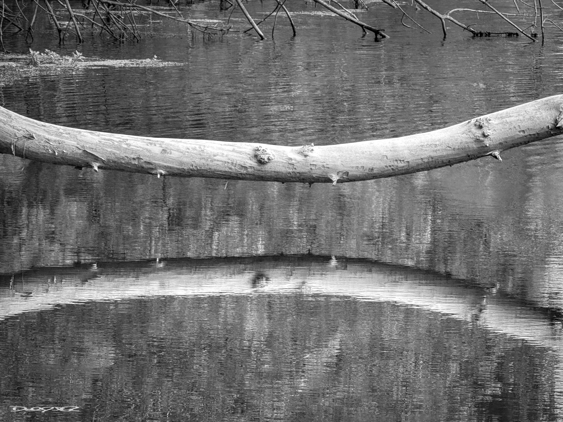 A fallen tree branch arches across a calm body of water, creating a mirrored reflection in a black and white setting.