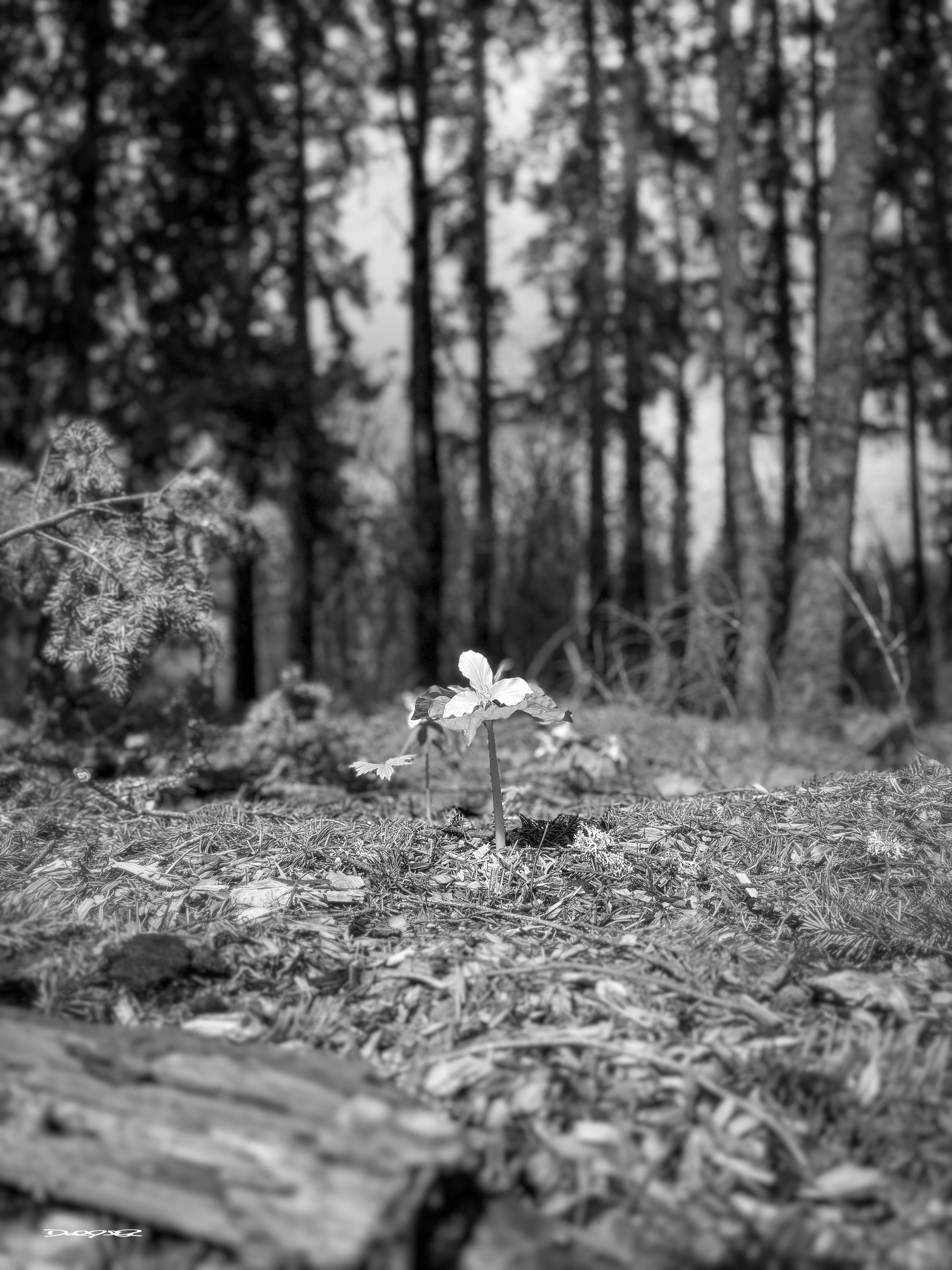 A monochrome photo of a lone trillium flower under the forest canopy