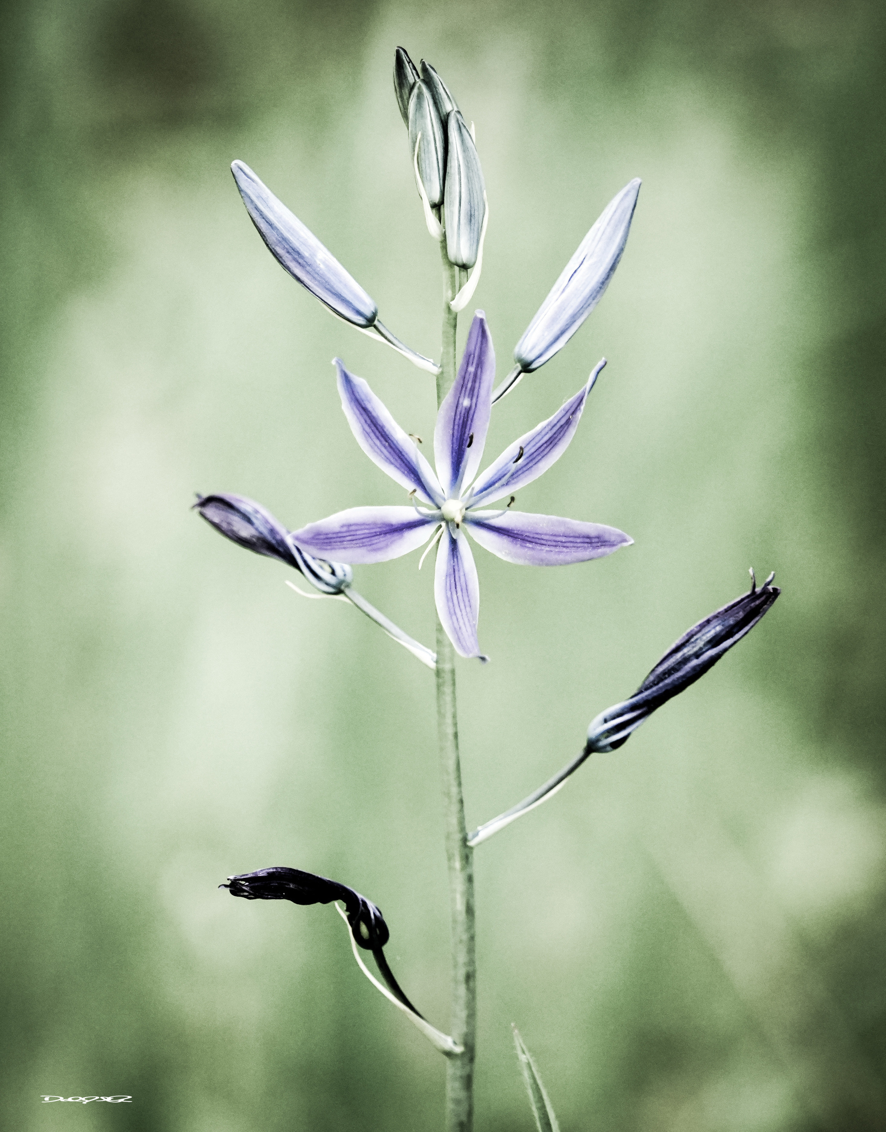 A single, tall camas wildflower with purple petals and several buds stands against a soft green background.