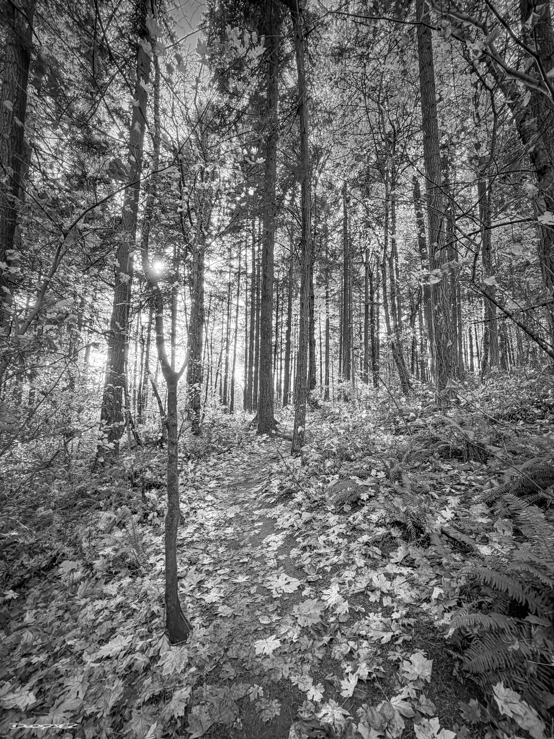 A serene forest pathway is covered with fallen leaves and surrounded by tall trees in a black and white setting.
