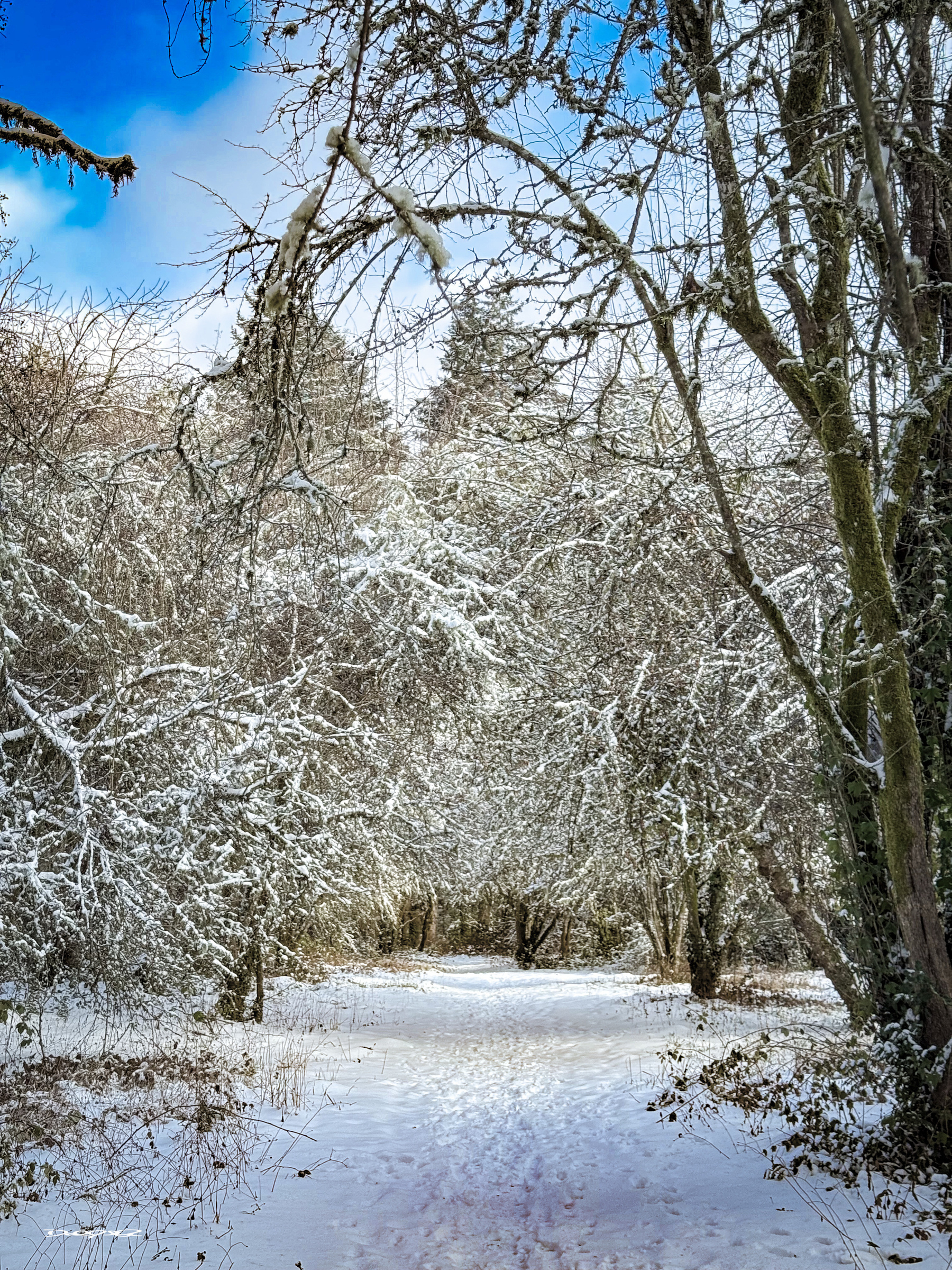 A snow-covered path winds through a wintery forest, with trees coated in snow under a blue sky.