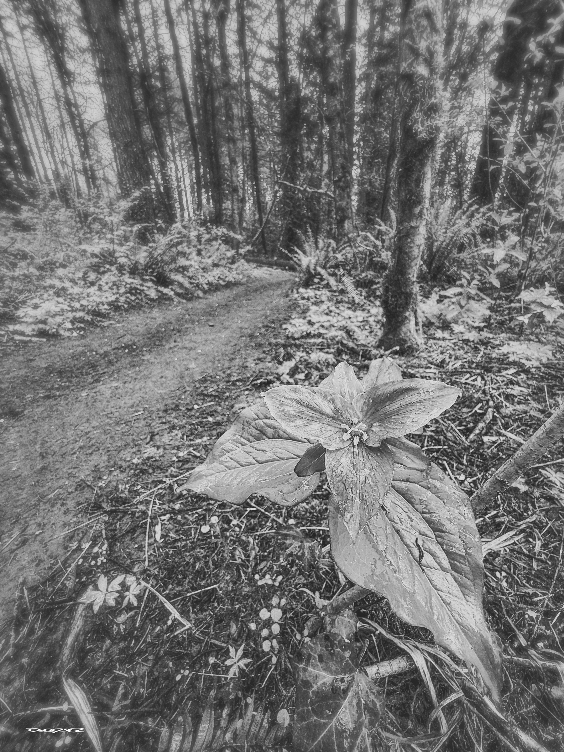 A black and white photograph captures a forest trail, with a close-up of a large flowering trillium in the foreground.