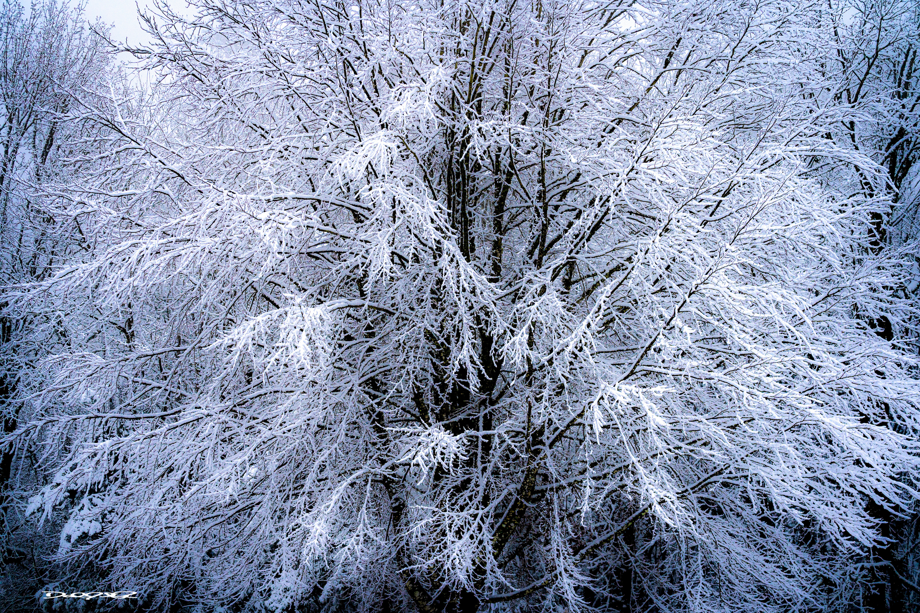 A tree is covered in a thick layer of snow, creating a delicate, wintery scene.