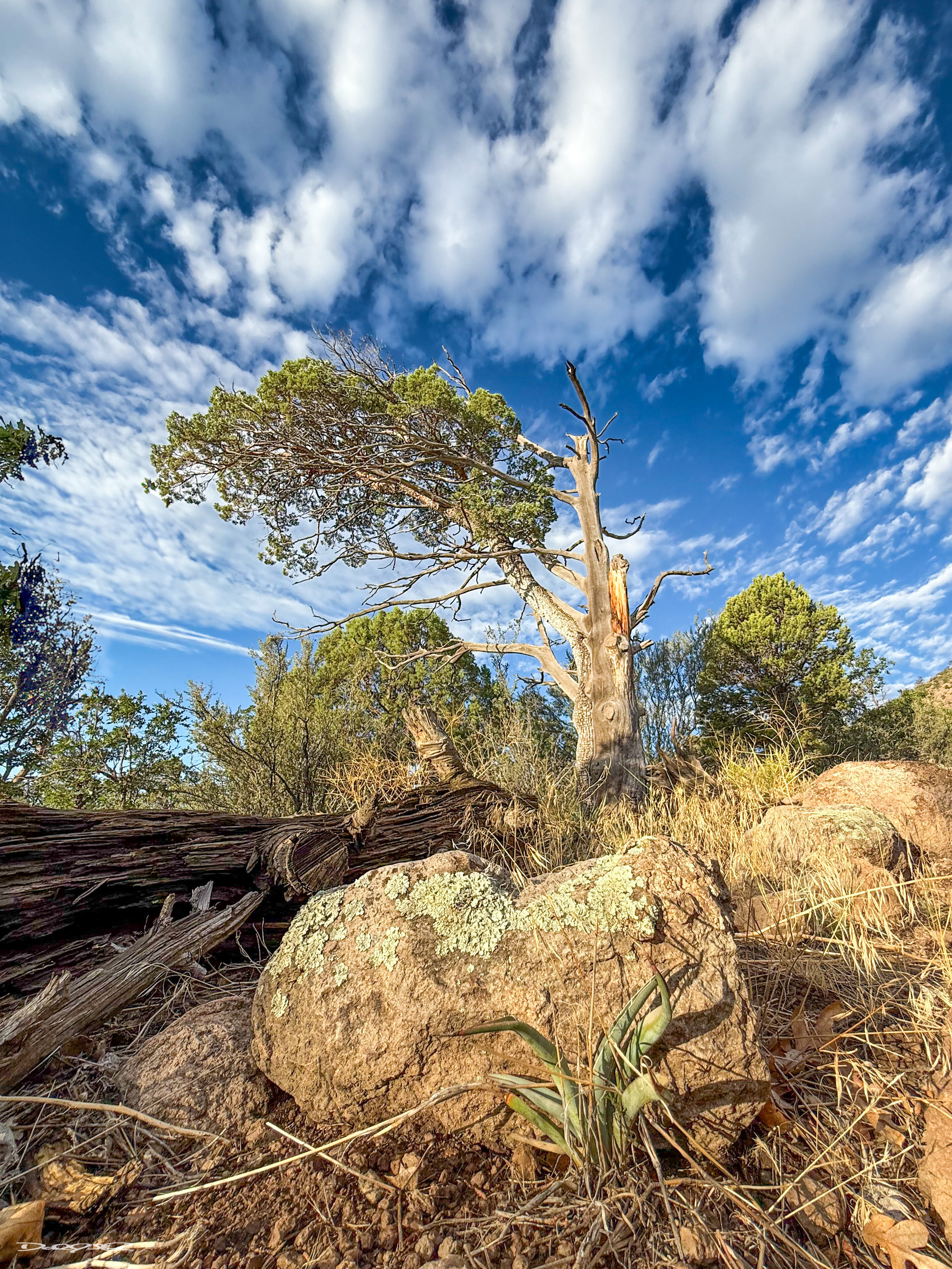 A rugged landscape featuring a gnarled, weathered tree stump, rocky terrain with patches of foliage, and a vibrant sky filled with scattered clouds.