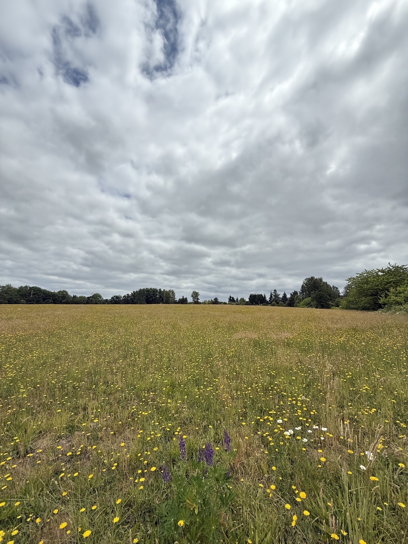 A vast field of wildflowers stretches under a cloudy sky, bordered by a line of trees in the distance.