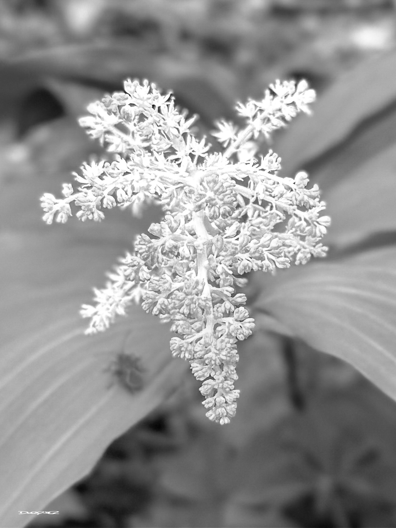 A cluster of white, delicate flowers is surrounded by lush leaves.