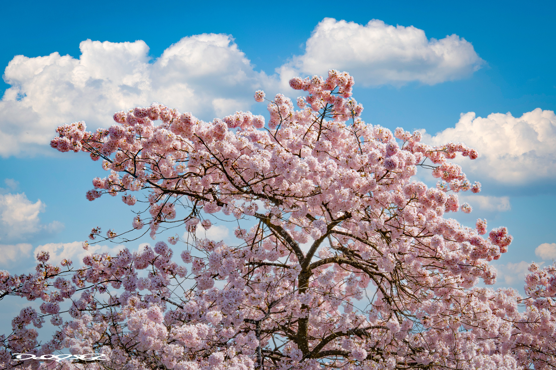 A cherry blossom tree is in full bloom under a sky dotted with fluffy clouds.