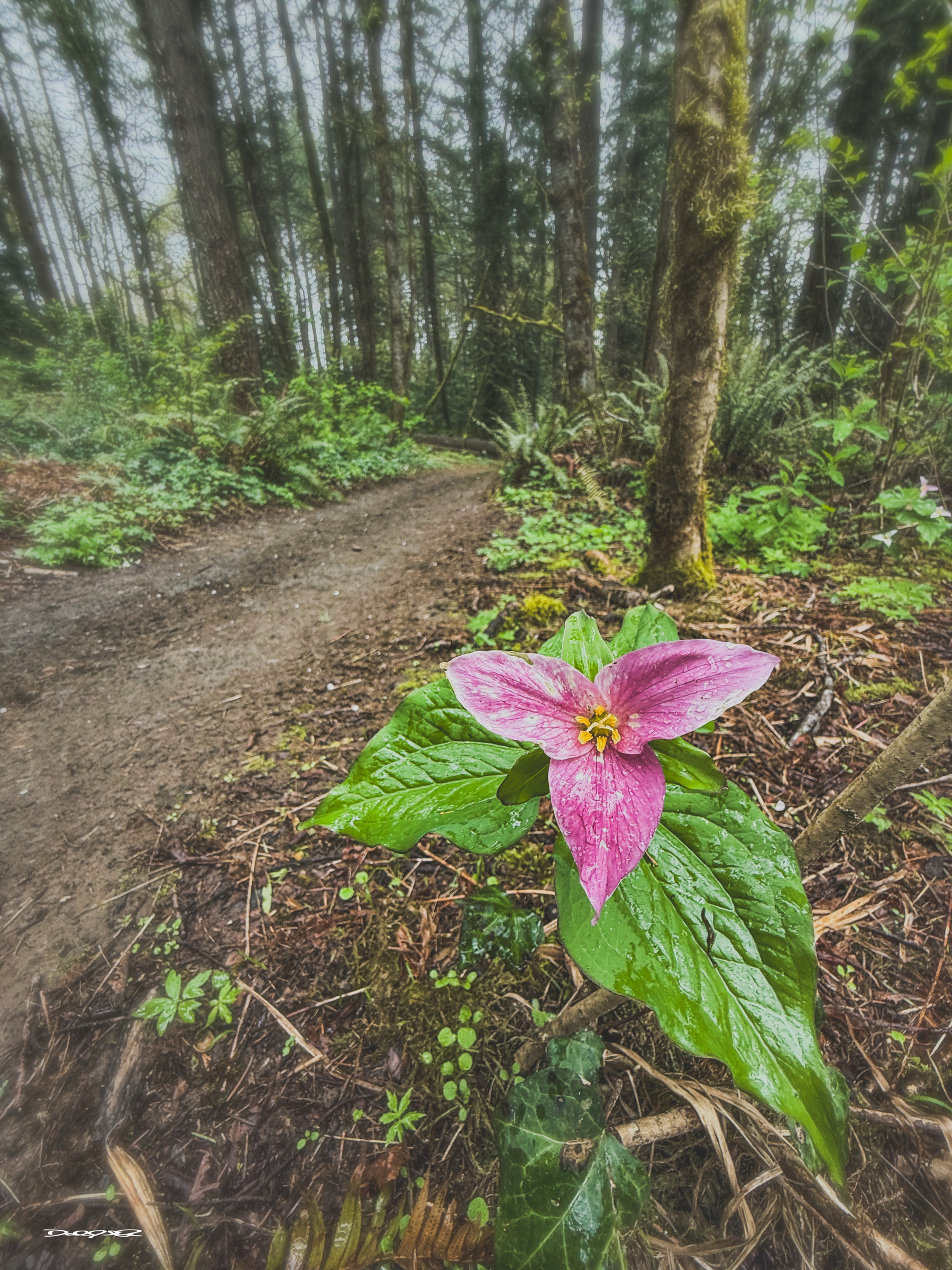 A vibrant pink trillium flower with large green leaves grows beside a forest path surrounded by trees and undergrowth.