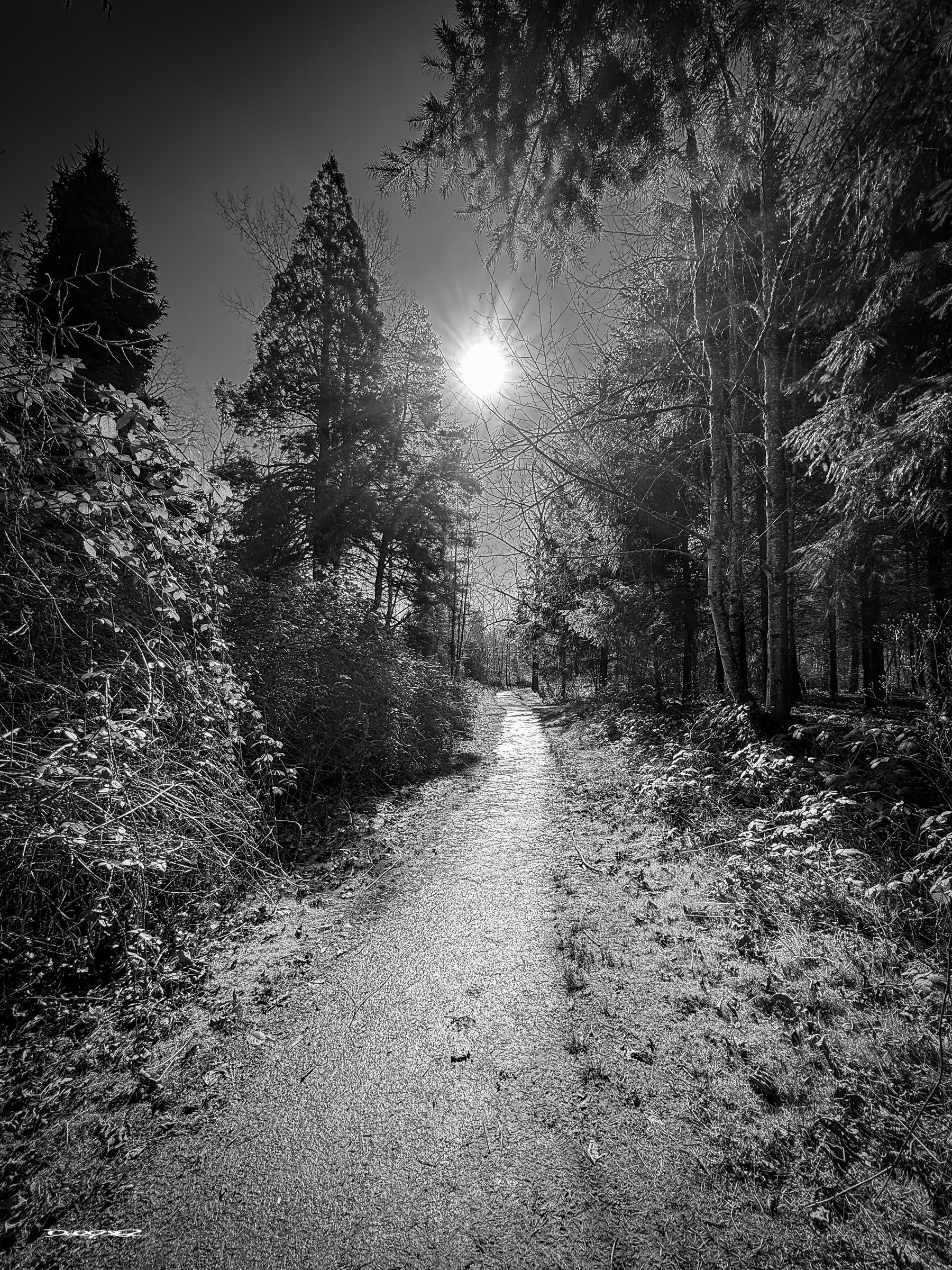 A sunlit path winds through a forest with tall trees and dense foliage.