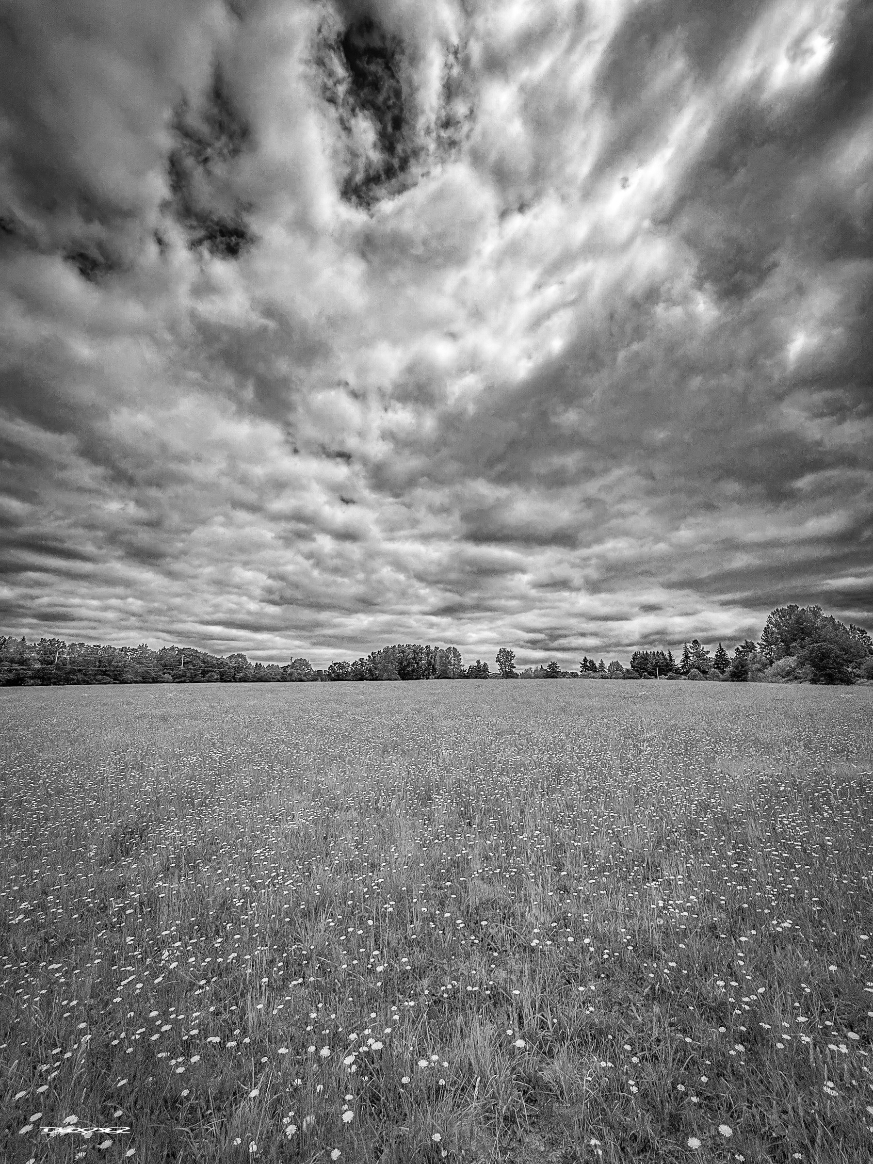 A vast, grassy field filled with wildflowers stretches beneath a dramatic, cloudy sky.