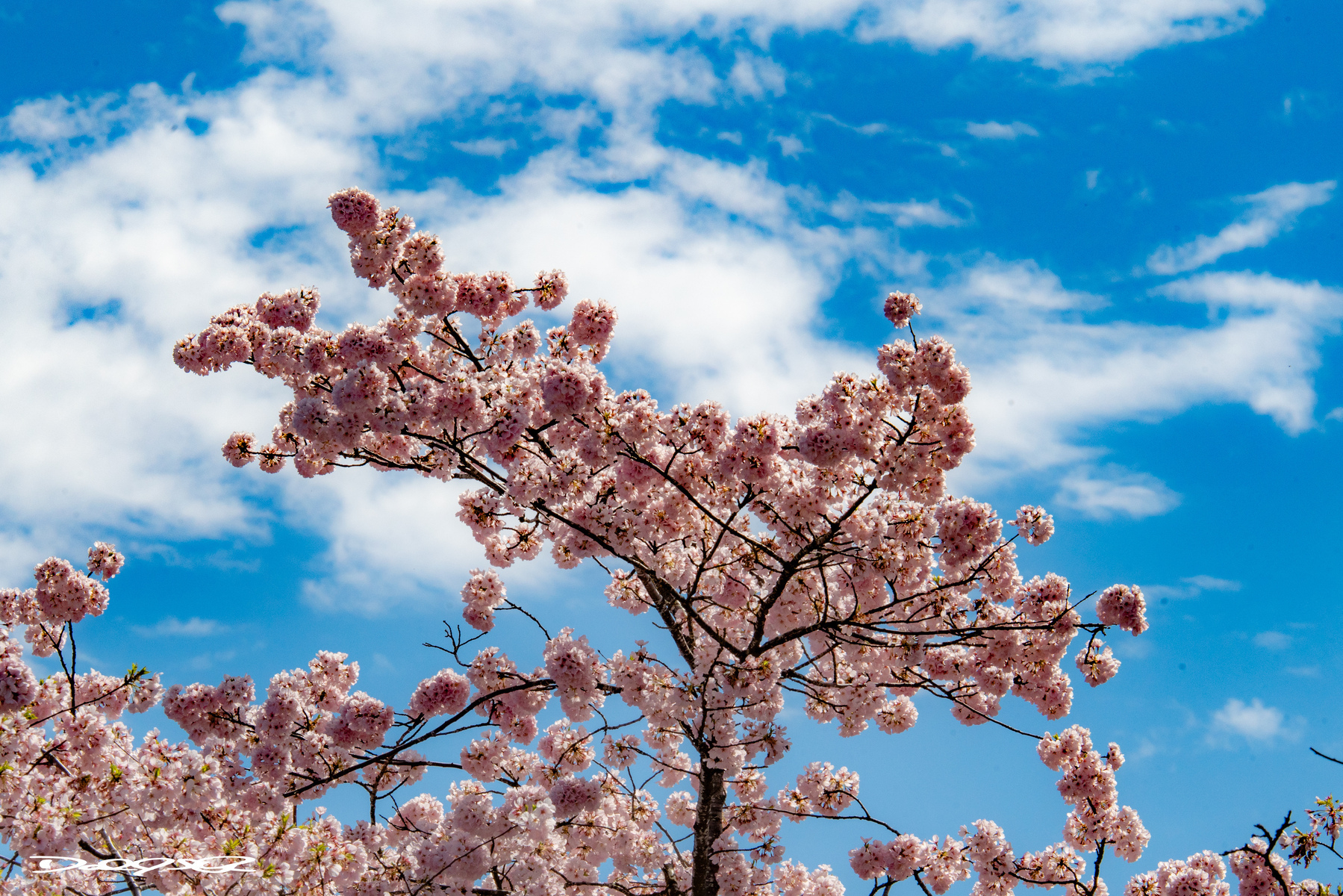 Pink cherry blossoms bloom against a bright blue sky with scattered clouds.