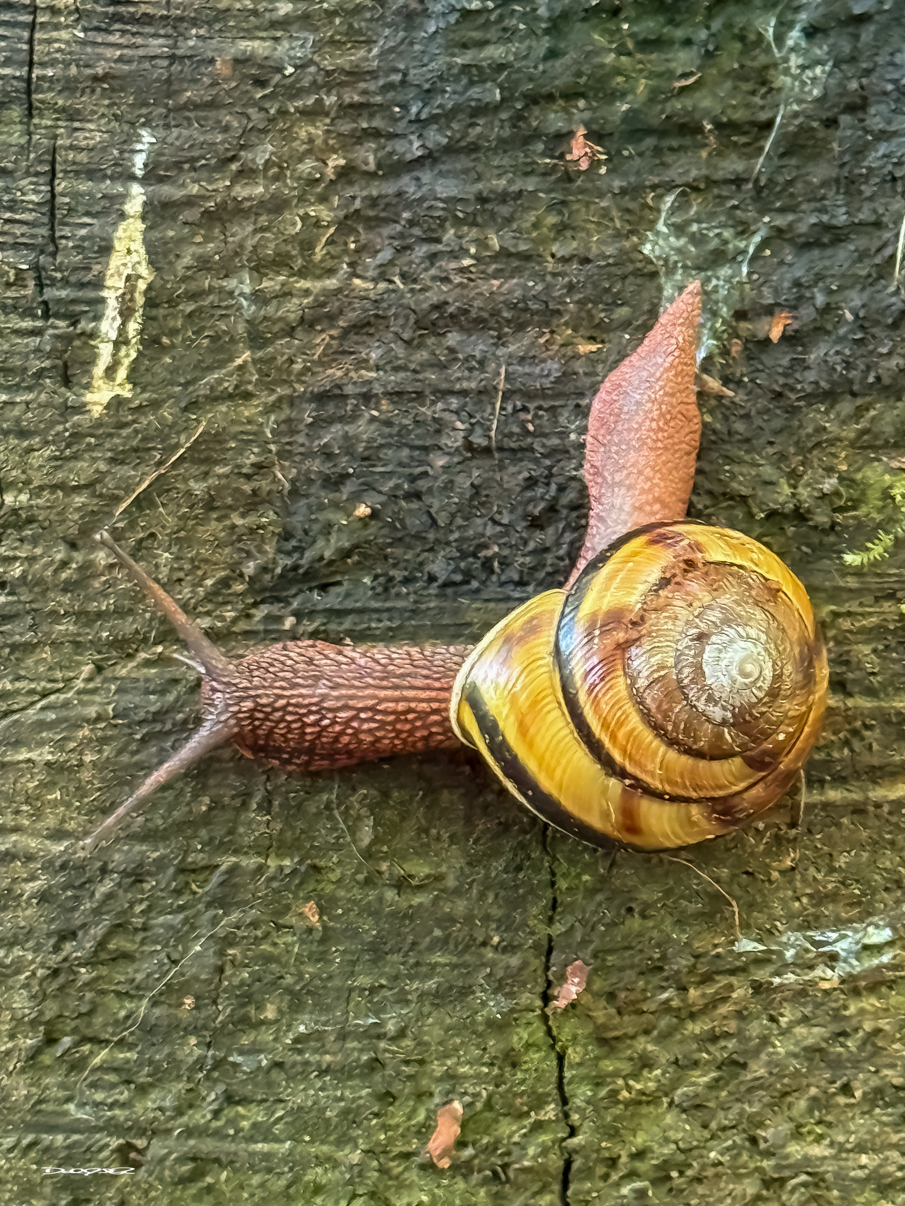A snail with a spiral shell is crawling at a right angle on a textured, rough surface. 