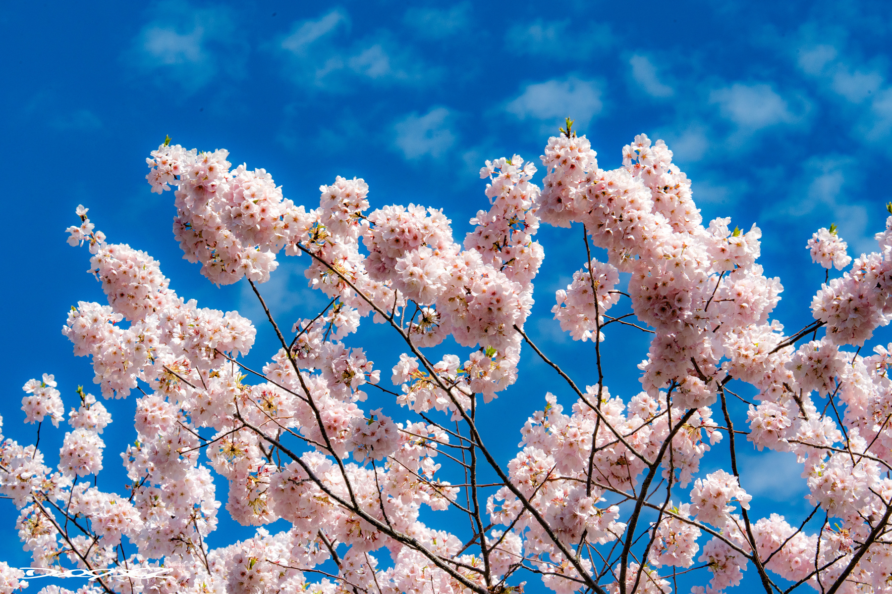 Cherry blossoms in full bloom are set against a bright blue sky with scattered clouds.