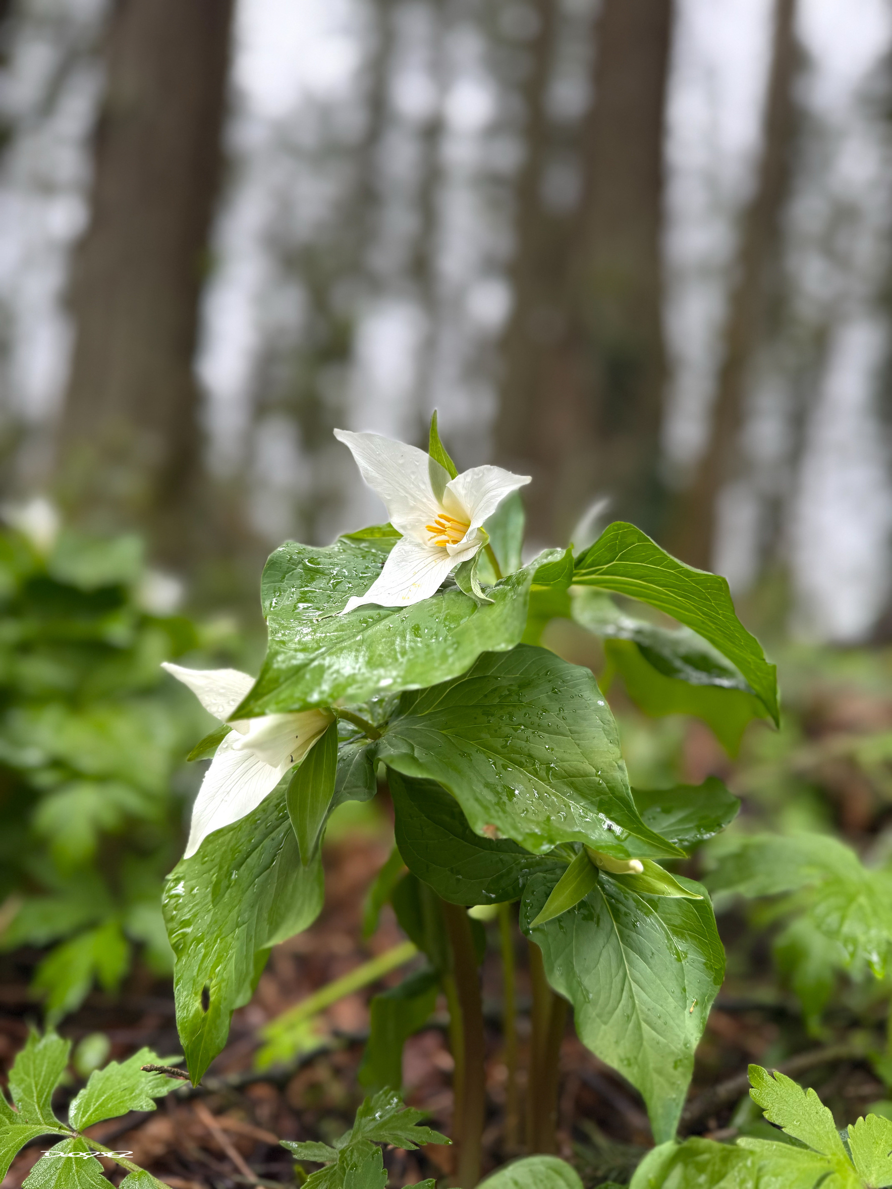 A cluster of white trillium flowers with broad green leaves grows in a forest setting with blurred trees in the background.