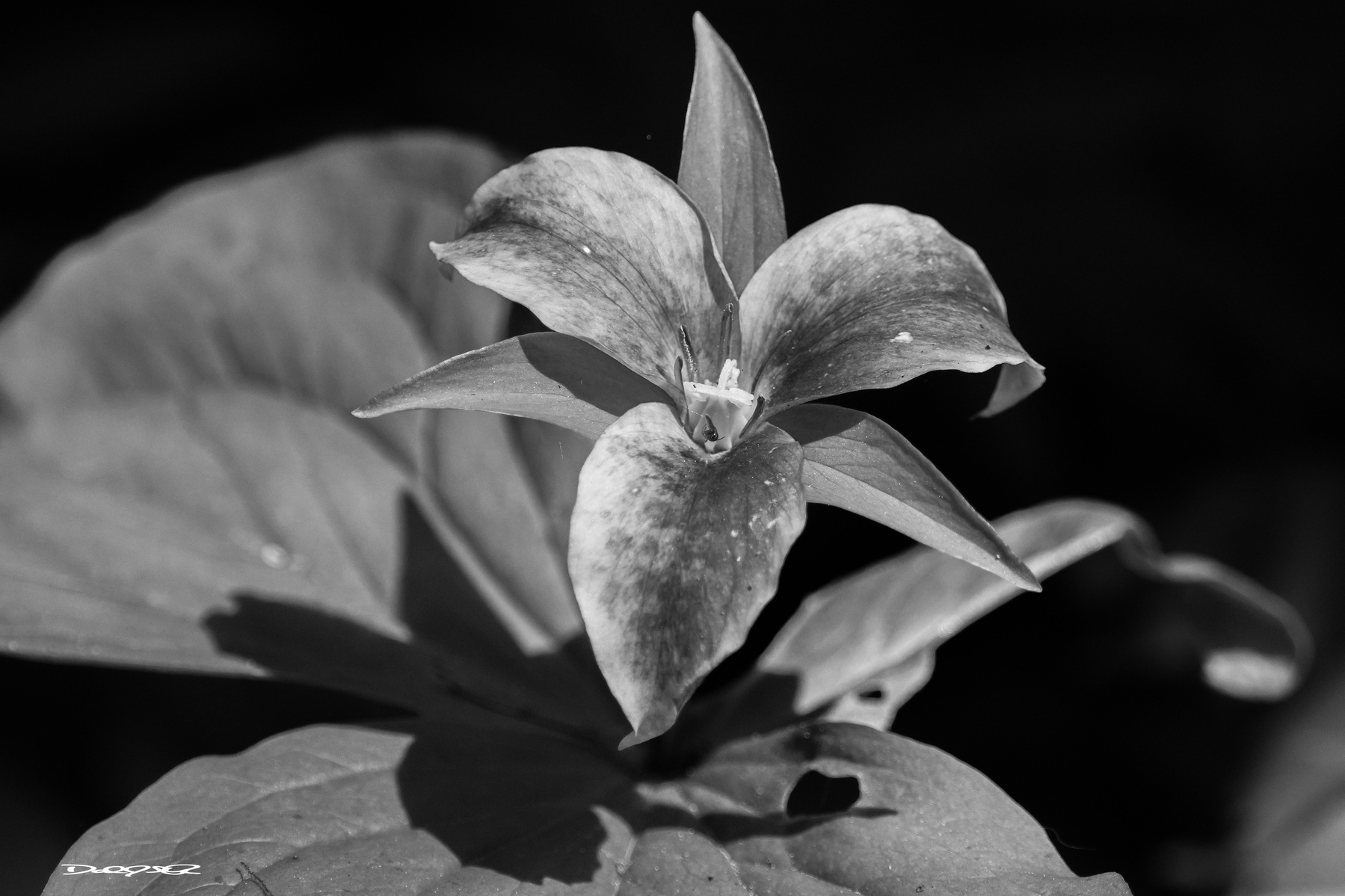 A close-up black and white photograph of a trillium flower with three distinct petals and large leaves.